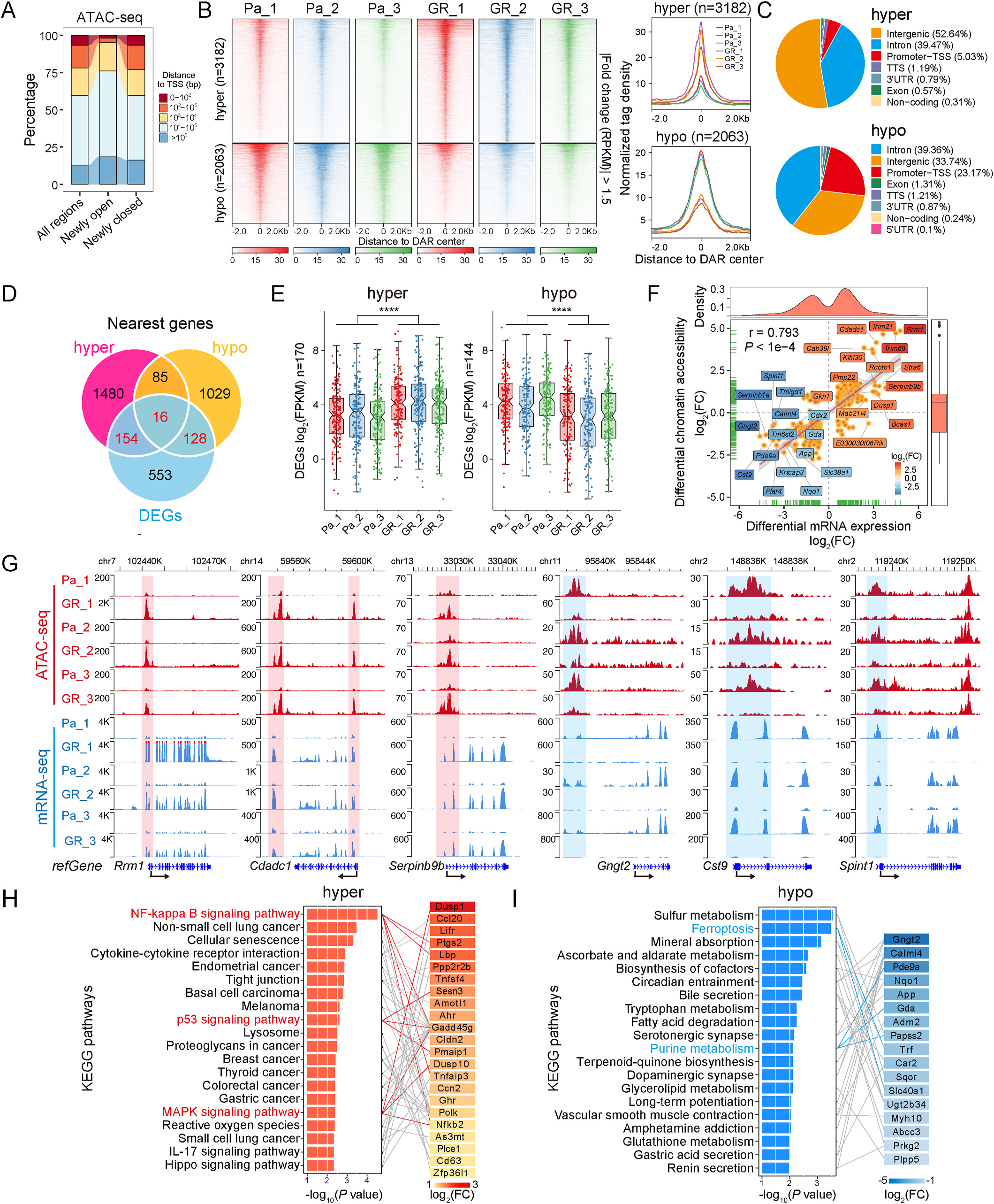 Fig. 2：Genome-wide changes in chromatin accessibility are positively correlated with differential gene expression patterns in resistant cells. (A) Distance to the closest transcription start site (TSS) of newly opened (hyper-accessible) and closed (hypo-accessible) regions in gemcitabine-resistant cells compared with parental cells and all accessible regions in both cell lines. (B) Heatmap (left) representation of normalized ATAC-seq signals in parental and gemcitabine-resistant cells compared with DARs. The top panel shows read signals over the 3182 hyper-accessible regions in GR cells, whereas the bottom panel shows read signals over the 2063 hypo-accessible regions. The signals are displayed from −2 Kb to +2 Kb surrounding the center of the DARs in descending order. Profiles (right) of normalized tag density across a genomic window of 2 kb flanking the center of hyper-accessible (top) and hypo-accessible (bottom) regions. Kb, kilobase. (C) Pie chart showing the proportions of hyper-accessible (top) and hypo-accessible (bottom) sites within the indicated genomic regions: introns, exons, intergenic regions, 3′ UTRs, 5′ UTRs, promoters-TSSs, TES (transcription end sites) and noncoding regions. The region centers located up to 1 kb upstream and 1 kb downstream of the TSS are considered the promoter-TSS region. (D) Venn diagram illustrating the intersection among DEGs and the nearest genes of hyper- or hypo-accessible regions. (E) Box plots of the mRNA expression levels (log2FPKM) of DEGs related to differentially accessible regions. Notches of the boxes indicate medians. Statistical significance was calculated by the Wilcoxon signed-rank test, P < 0.0001. (F) Correlation analysis between DARs and their nearest DEGs. Each orange-colored dot represents a gene that is significantly differentially expressed and associated with changes in chromatin accessibility. The top- or bottom-ranked 10 DEGs are labelled and shown in different colors on the basis of the log2(FC) of the average FPKM. Pearson&rsquo;s correlation coefficient (r = 0.79) and its corresponding P value are shown in the plot. (G) The WashU Epigenome Browser tracks display ATAC-seq (red) and mRNA-seq (blue) signals for representative up- and downregulated genes. Hyper-accessible regions are highlighted in red, whereas hypo-accessible regions are shaded in blue. The dark blue arrow adjacent to the gene name indicates the direction of transcription. (H and I) Bar plot showing significantly enriched KEGG pathways and their corresponding DEGs related to hyper-accessible (H) and hypo-accessible (I) regions. DEGs are highlighted with different background colors on the basis of the log2-fold change in average FPKM values. (For interpretation of the references to color in this figure legend, the reader is referred to the Web version of this article.)