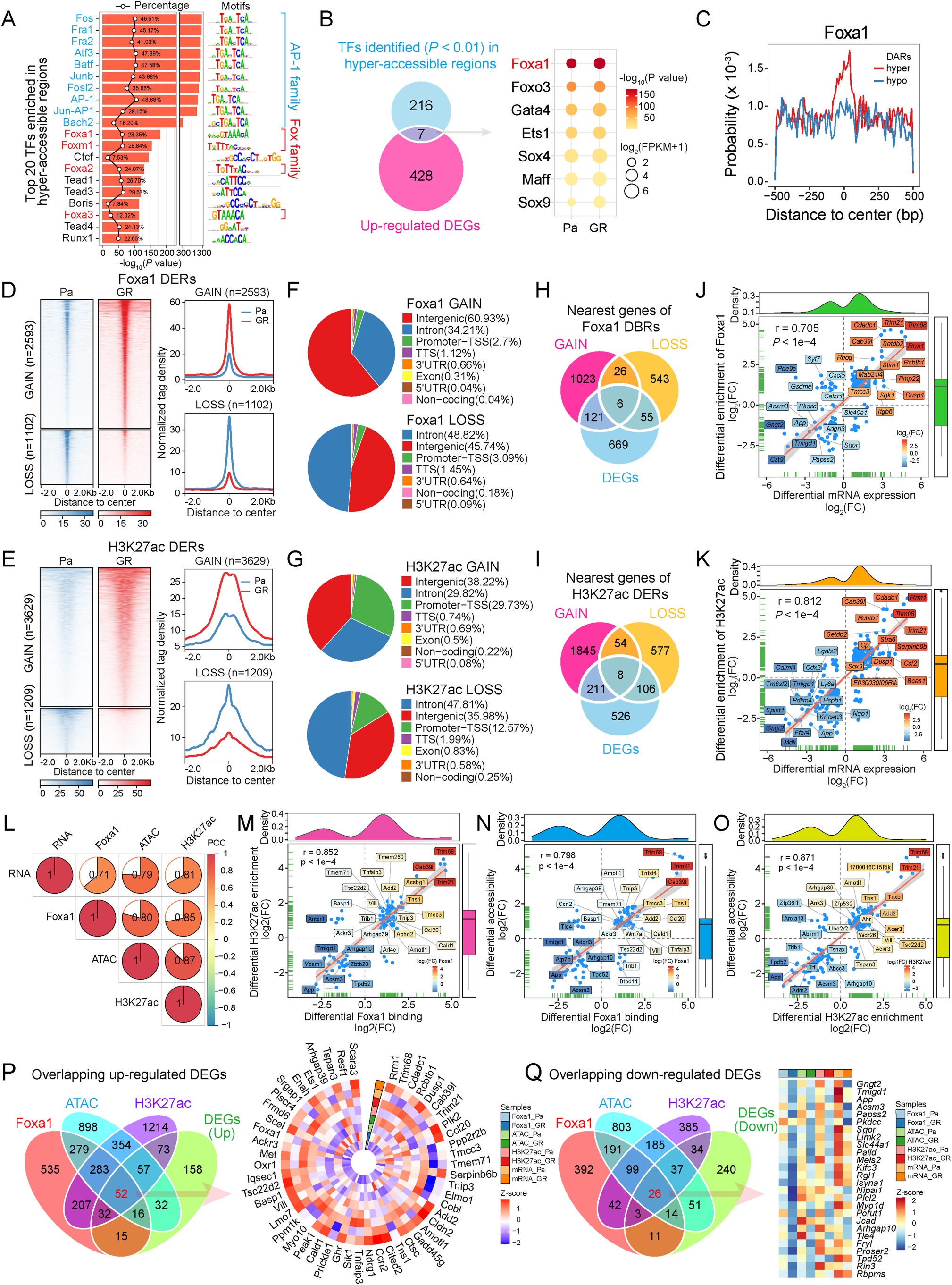 Fig. 3：Alterations in chromatin accessibility, Foxa1 binding and H3K27ac modification coordinately regulate the differential gene expression implicated in gem\u00ad citabine resistance. (A) Top 20 enriched known TF motifs of hyper-accessible sites. The members of the AP-1 and Fox TF families are colored blue and red, respectively. The polygonal chain in black shows the percentages of target sequences with TF motifs. (B) Venn diagram showing the intersection between TFs predicted to be enriched (P < 0.01 b y default) in hyper-accessible regions and upregulated DEGs. The dot plot highlights the upregulated TFs in hyper-accessible regions. The color of each dot signifies the P value of enrichment for each motif and cell type, whereas the size of each dot corresponds to the gene expression level of the TFs associated with the enriched motif. (C) The occupancy probability of the transcription factor Foxa1 within DARs is depicted. (D) Heatmap (left panel) and profile plots (right panel) illustrating changes in the Foxa1 ChIP-seq signal in Pa and GR cells over the GAIN (top panel, n = 2593) or LOSS (bottom panel, n = 1102) regions. The signals are ordered in descending magnitude within a ±2 kb window centered on the differential binding regions (DBRs) of Foxa1. (E) Heatmap and profile plots showing changes in H3K27ac ChIP-seq signals in Pa and GR cells over the GAIN (top panel, n = 3629) or LOSS (bottom panel, n = 1209) regions. The signals are displayed in descending order within a region spanning ±2 kb around the center of the differentially enriched regions (DERs) of H3K27ac. (F and G) Genomic annotations of the GAIN and LOSS regions according to the peak locations of Foxa1 DBRs (F) and H3K27ac DERs (G). (H and I) Overlap among DEGs and the nearest genes of the GAIN or LOSS regions for Foxa1 DBRs (H) and H3K27ac DERs (I). (J and K) Correlation analysis between differential Foxa1 binding (J) or H3K27ac enrichment (K) regions and their nearest DEGs. The blue dots represent DEGs linked to alterations in Foxa1 binding or H3K27ac enrichment. The top- and bottom-ranked 10 DEGs are labelled and shown in different colors on the basis of the log2(FC) of the average FPKM. The Pearson correlation coefficient (PCC, r) and the corresponding P value are also shown. (L) The Pearson correlation coefficient is displayed among the differential multi-omic signals of RNA, ATAC-seq, Foxa1 ChIP-seq, and H3K27ac ChIP-seq. (M −O) Correlation analysis of differential Foxa1 binding, H3K27ac enrichment, and chromatin accessibility. The top- and bottom- ranked DEGs are labelled and displayed in distinct colors according to the log2(FC) of the average FPKM. The Pearson correlation coefficient and the corresponding P value are also indicated. (P and Q) Venn diagram (left panel) and heatmap (right panel) representing the overlap among up- (O) and downregulated (P) DEGs and the nearest genes of chromatin DARs, Foxa1 DBRs, and H3K27ac DERs. Gradients with a red tendency represent the mRNA expression levels of DEGs and their cor\u00ad responding ATAC-seq, Foxa1 and H3K27ac ChIP-seq signals with higher Z scores, whereas gradients with a blue tendency represent those with lower Z scores. (For interpretation of the references to color in this figure legend, the reader is referred to the Web version of this article.)