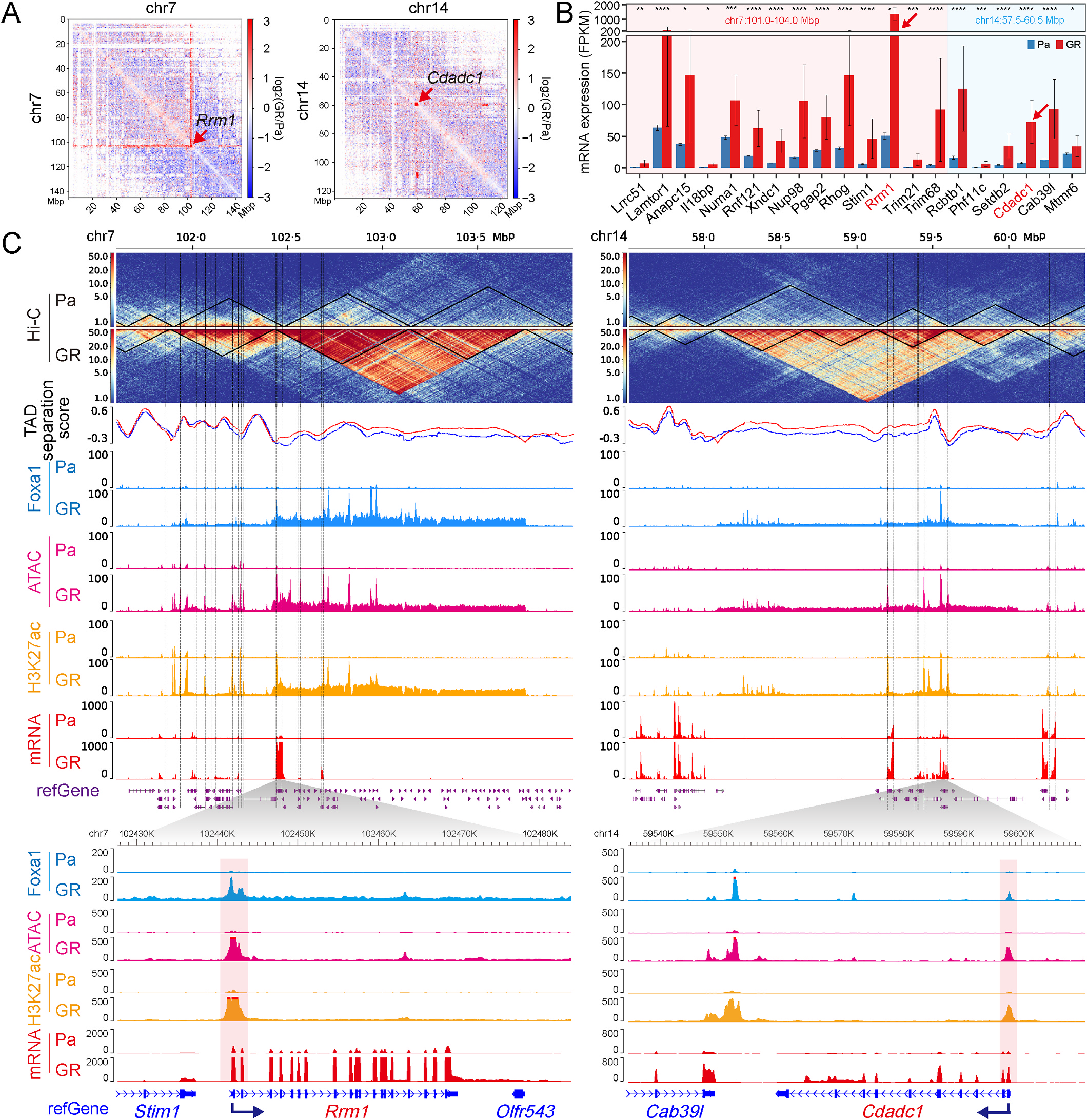 Fig. 6：3D chromatin remodelling potentiates genomic interactions surrounding gemcitabine resistance-associated Rrm1 and Cdadc1. (A) Heatmap showing the log2 ratio comparisons of Hi-C interaction frequencies at 200 kb resolution for GR versus Pa cells. The red arrows indicate the loci of Rrm1 and Cdadc1 on chr7 (left panel) and chr14 (right panel), respectively. (B) Bar plot indicating average expression levels (FPKM) of DEGs located within chr7: 101–104 Mb (red shaded area) and chr14: 57.5–60.5 Mb (blue shaded area) adjacent to the Rrm1 (red color) and Cdadc1 (red color) genes, respectively. The FPKM and P values were calculated via Cuffdiff (v2.2.1). P < 0.05, P < 0.01, P < 0.001, P < 0.0001. (C) Genome browser views of the multi-omics data for the genomic region surrounding the Rrm1 (left panel) and Cdadc1 (right panel) genes. The heatmap (top panel) shows the Hi-C interaction frequency at 5 kb resolution, and black lines within the heatmap indicate the positions of identified topologically associated domains (TADs). The solid blue and red lines below the Hi-C matrices represent the TAD separation scores of the Pa and GR cells, respectively. The following tracks show normalized read coverage for Foxa1 (blue) and H3K27ac (orange) ChIP-seq, ATAC- seq (deep pink), and mRNA-seq (red). The black vertical dashed lines indicate the TSSs or TESs of the DEGs. The red shaded areas indicate the signal of the multi- omics data surrounding the location of the TSS. The dark blue arrow next to the gene name indicates the direction of transcription. (For interpretation of the references to color in this figure legend, the reader is referred to the Web version of this article.)