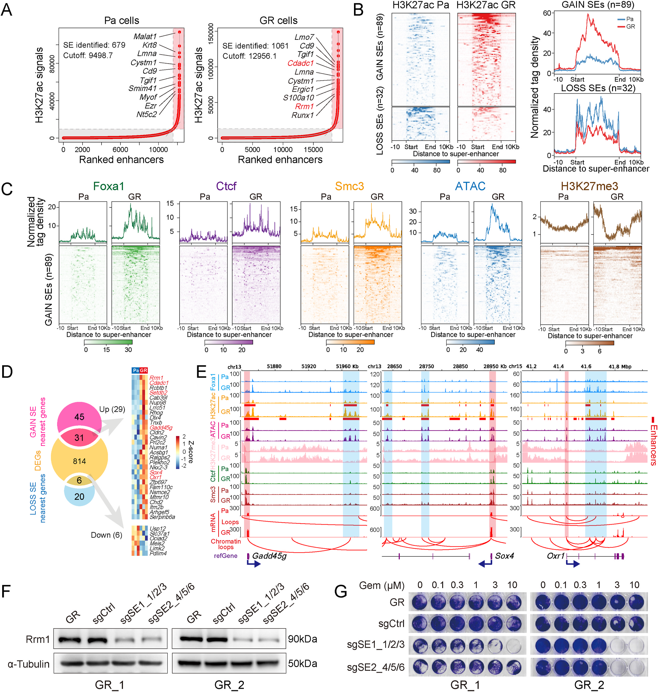 Fig. 7：SE reprogramming accounts for the differential expression of genes associated with resistance to gemcitabine. (A) Ranking plot of enhancers identified in Pa and GR cells, ranked by increasing H3K27ac signals. SEs (red shaded areas) are defined as enhancer clusters, excluding signals at the promoter, which are ranked above the inflection point of the curve. Enhancer regions below the inflection point were designated typical enhancers (TEs, gray shaded area). (B) Heatmap (left panel) and profile plots (right panel) depicting H3K27ac signals across the GAIN (n = 89) and LOSS (n = 32) SEs. Regions are displayed from 10 Kb upstream of the start to 10 Kb downstream of the end. (C) Heatmap (top panel) and average profile (bottom panel) plots represent the normalized ATAC-seq signal and ChIP-seq signal of Foxa1, Ctcf, Smc3, and H3K27me3 mapped to the upstream and downstream 10 kb at the start and end positions of each GAIN SE. (D) Venn diagram (left panel) and heatmap (right panel) showing overlapping DEGs and nearest genes of GAIN and LOSS SEs. (E) Representative upregulated DEGs (D) associated with GAIN SEs. The genomic signal tracks were extracted and visualized via the WashU Epigenome browser and displayed normalized Foxa1, H3K27ac, H3K27me3, Ctcf, Smc3, ATAC-seq, and mRNA sequencing signals. The red horizontal bars below the H3K27ac ChIP-seq tracks denote typical or SE regions. The dark blue arrow next to the gene name indicates the direction of transcription. The red arcs below the mRNA-seq tracks indicate chromatin loops between the distal enhancer (blue shaded area) and proximal promoter (red shaded area) regions, which were identified via ChIP-seq and high-resolution Hi-C data. (F) Western blot analysis of Rrm1 and α-tubulin (loading control) in resistant wild-type cells, non-targeting sgRNA control cells (sgCtrl), and cells with CRISPR/Cas9-mediated knockout of super-enhancers SE1 (sgSE1 1/2/3) or SE2 (sgSE2 4/5/6). (G) The effect of SE knockout on the proliferation of resistant cells (GR 1 and GR 2) across increasing gemcitabine concentrations (0-10 μM). (For interpretation of the references to color in this figure legend, the reader is referred to the Web version of this article.)