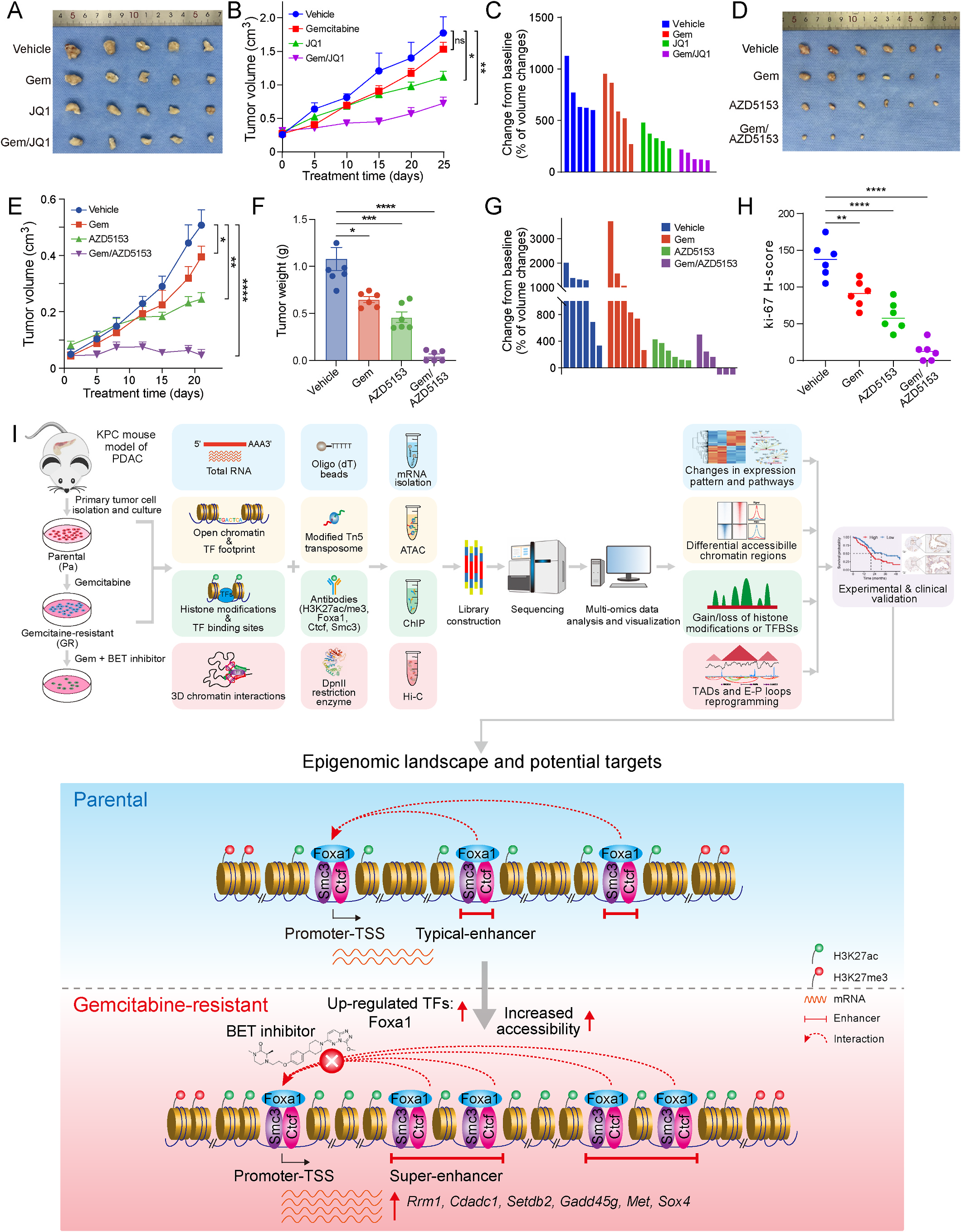Fig. 8：BET inhibition sensitizes pancreatic cancer to gemcitabine. (A) Representative images of gemcitabine-resistant cell-derived xenograft (CDX) subcu\u00ad taneous tumors after the indicated treatments with gemcitabine, JQ1 or their combination. Statistical significance was calculated via one-way ANOVA (ns, P > 0.05; , P < 0.05; , P < 0.01). (B) Tumor volume measurements from CDX models treated as in A. Statistical significance was determined by one-way ANOVA: ns, P > 0.05; , P < 0.05; , P < 0.01. (C) Waterfall plots showing individual tumor volume dynamics (n = 5 tumors per group) in xenograft models treated as in A, demonstrating reversal of resistance with combinatorial therapy. (D) Representative images of gemcitabine-resistant CDX tumors from mice treated with vehicle, gemcitabine (100 mg/kg), AZD5153 (BET inhibitor, 50 mg/kg), or combination therapy (gemcitabine/AZD5153). (E and F) Tumor volume (E) and weight (F) measurements from CDX models treated as in D. Statistical significance was determined by one-way ANOVA: , P < 0.05; , P < 0.001; , P < 0.0001. (G) Waterfall plots showing individual tumor volume dynamics (n = 6 tumors per group) in xenograft models treated as in D, demonstrating reversal of resistance with combinatorial therapy. (H) The Ki-67 H-scores (histochemistry score) in xenograft tumor tissues treated with Vehicle, gemcitabine, AZD5153, or the combination Gem/AZD5153. Data are presented as mean ± SEM. Statistical significance was determined by one-way ANOVA: , P < 0.01; , P < 0.0001. (I) Schematic illustration of workflow and epigenomic reprogramming in gemcitabine-resistant pancreatic cancer cells: Primary tumor cells derived from three KPC mouse models of PDAC were treated with gemcitabine to establish resistant cell lines. Subsequently, comprehensive libraries of RNA-seq, ATAC-seq, ChIP-seq, and Hi-C data were systematically constructed to determine differential gene expression, chromatin accessibility, TF binding, histone modification, and 3D genomic interactions at different stages of the study; integrated analyses coupled with experimental and clinical validation were then employed to elucidate the epigenomic mechanisms and potential therapeutic targets associated with gemcitabine resistance. Here we proposed that the enhanced binding affinity of Foxa1 enables its recognition and association with nascently formed SE regions, characterized by elevated H3K27ac and a concurrent reduction in H3K27me3. These alterations potentiate increased chromatin accessibility, thereby facilitating the recruitment of additional TFs and coregulatory complexes, notably Ctcf/Smc3 (cohesion), which are instrumental in orchestrating long-range promoter‒enhancer interactions. Consequently, this cascade promotes the augmented expression of a subset of resistance-associated genes, particularly Rrm1, Cdadc1, Met, and Oxr1, culminating in gemcitabine-resistant cells. Suppression of Foxa1 activity or pharmacological disruption of SEs via BET inhibitors such as AZD5153 or JQ1 can effectively reverse this resistance phenotype, restoring sensitivity to gemcitabine and ultimately inducing apoptosis in previously resistant PDAC cells.