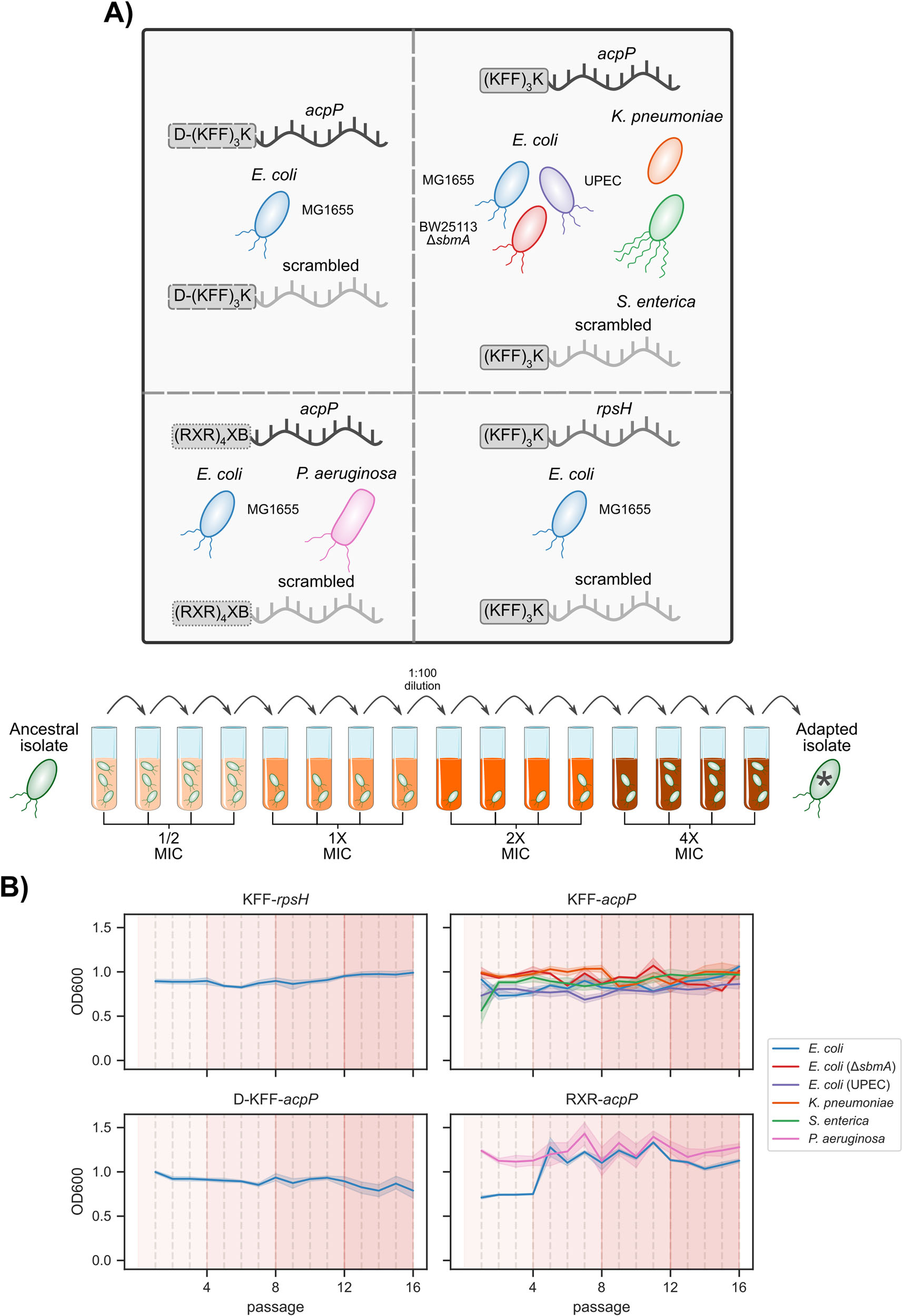 Fig. 1：A drug selection ramp to induce resistance to asobiotics. A Schematic representation of the species and asobiotic constructs tested, as well as the serial passaging protocol. Test tube icon by Servier, via Bioicons (CC-BY 3.0). B Daily