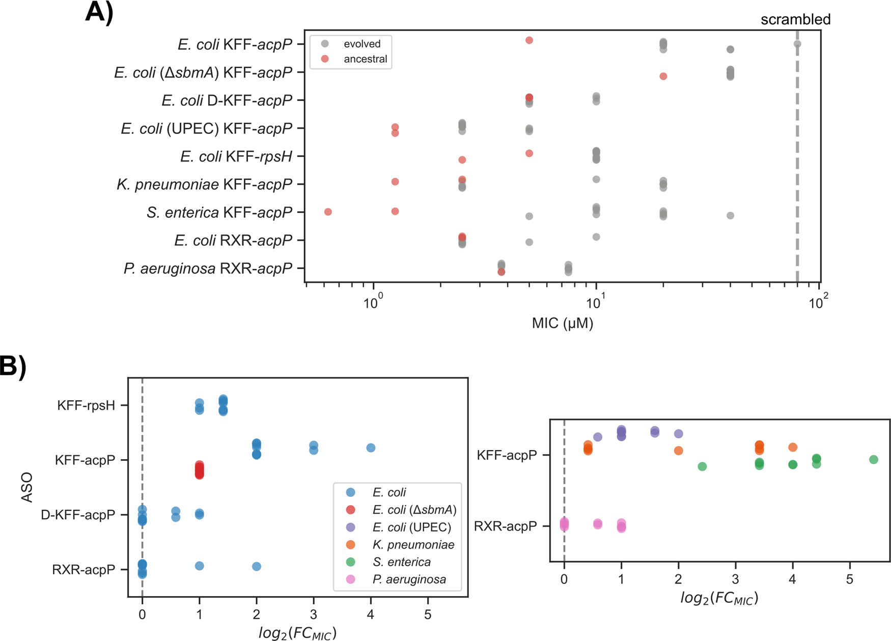 Fig. 2：Changes in asobiotics sensitivity across species and strains. A Absolute values for the minimum inhibitory concentration (MIC) for all ancestral isolates (red, 2 replicates) and evolved samples (gray, 10 replicates). The vertical gray dashed line indicates the MIC of the samples adapted to the scrambled asobiotics across all species and constructs. B Fold-change increase in minimum inhibitory