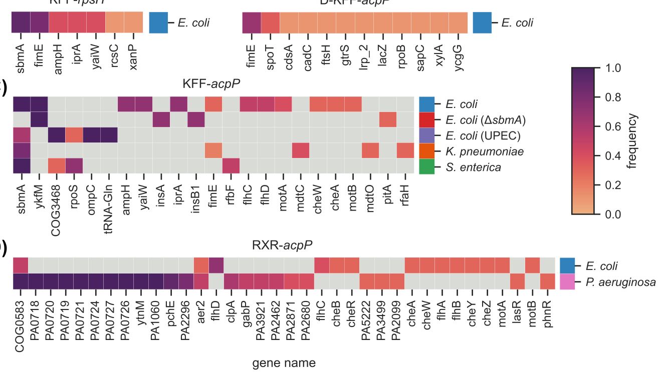 Fig. 3：Common genetic variants induced during the drug selection ramps. The heatmaps indicate the proportion of replicates for each strain / asobiotic combi- nation (A for KFF-rpsH, B for D-KFF-acpP, C for KFF-acpP, D for RXR-acpP) for which we observed genetic variants in each gene. Gray boxes indicate that no variant was