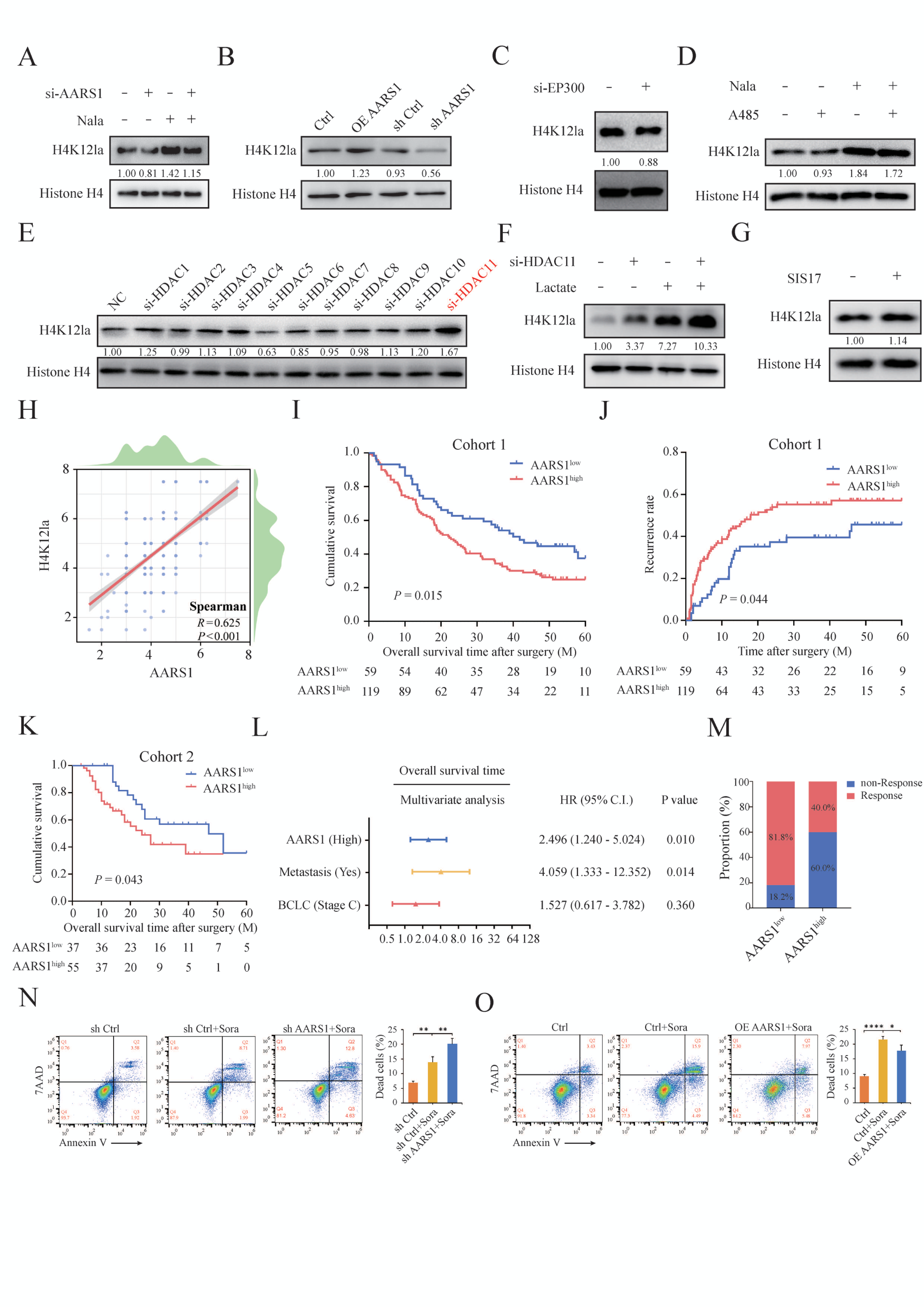 Fig. 4：乳酸经 AARS1 写入、HDAC11 擦除，双向控制 H4K12 乳酸化