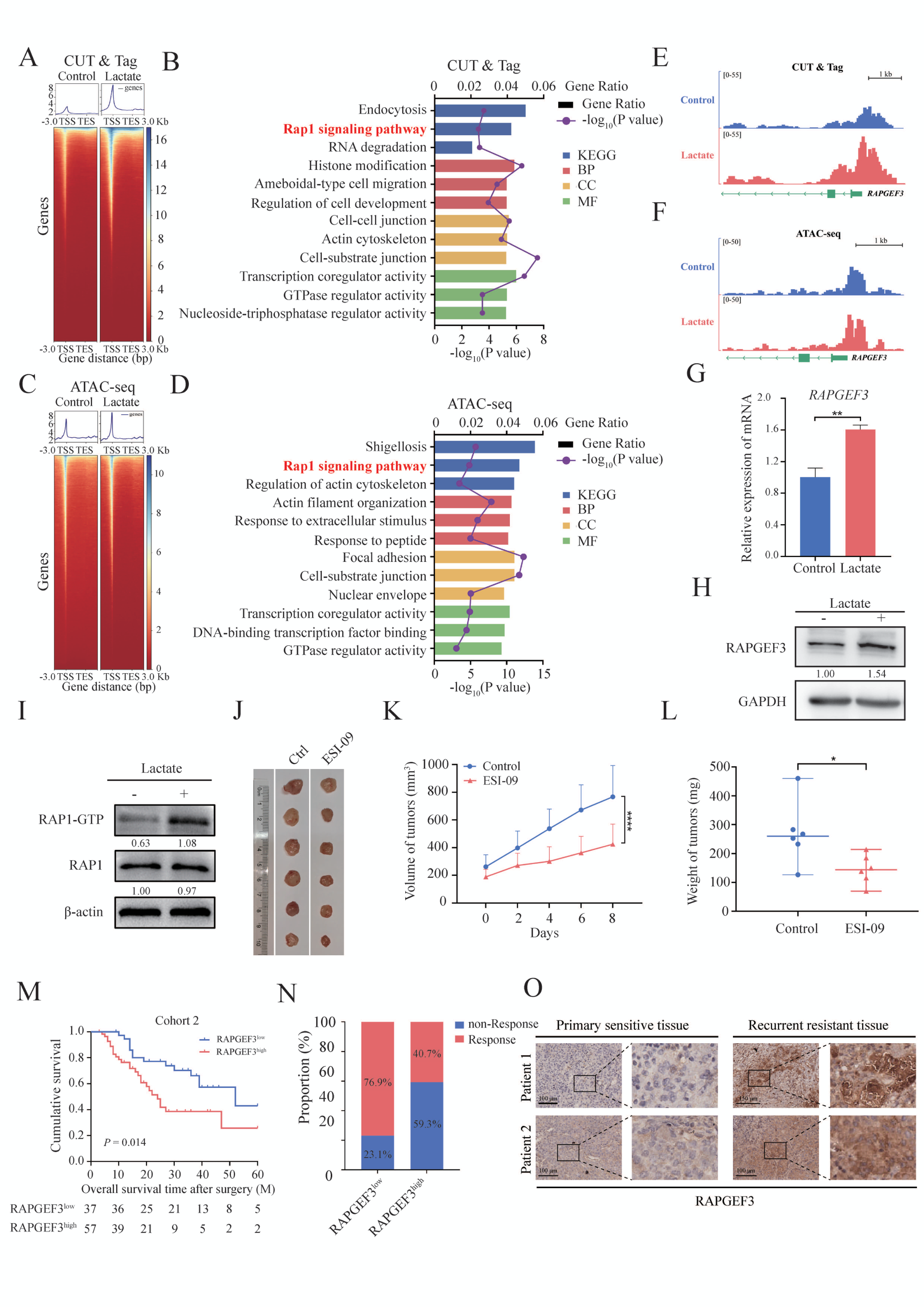 Fig. 5：CUT&Tag + ATAC-seq 定位 H4K12la 富集于 RAPGEF3 启动子并激活其转录，RAPGEF3 在体外和体内驱动耐药