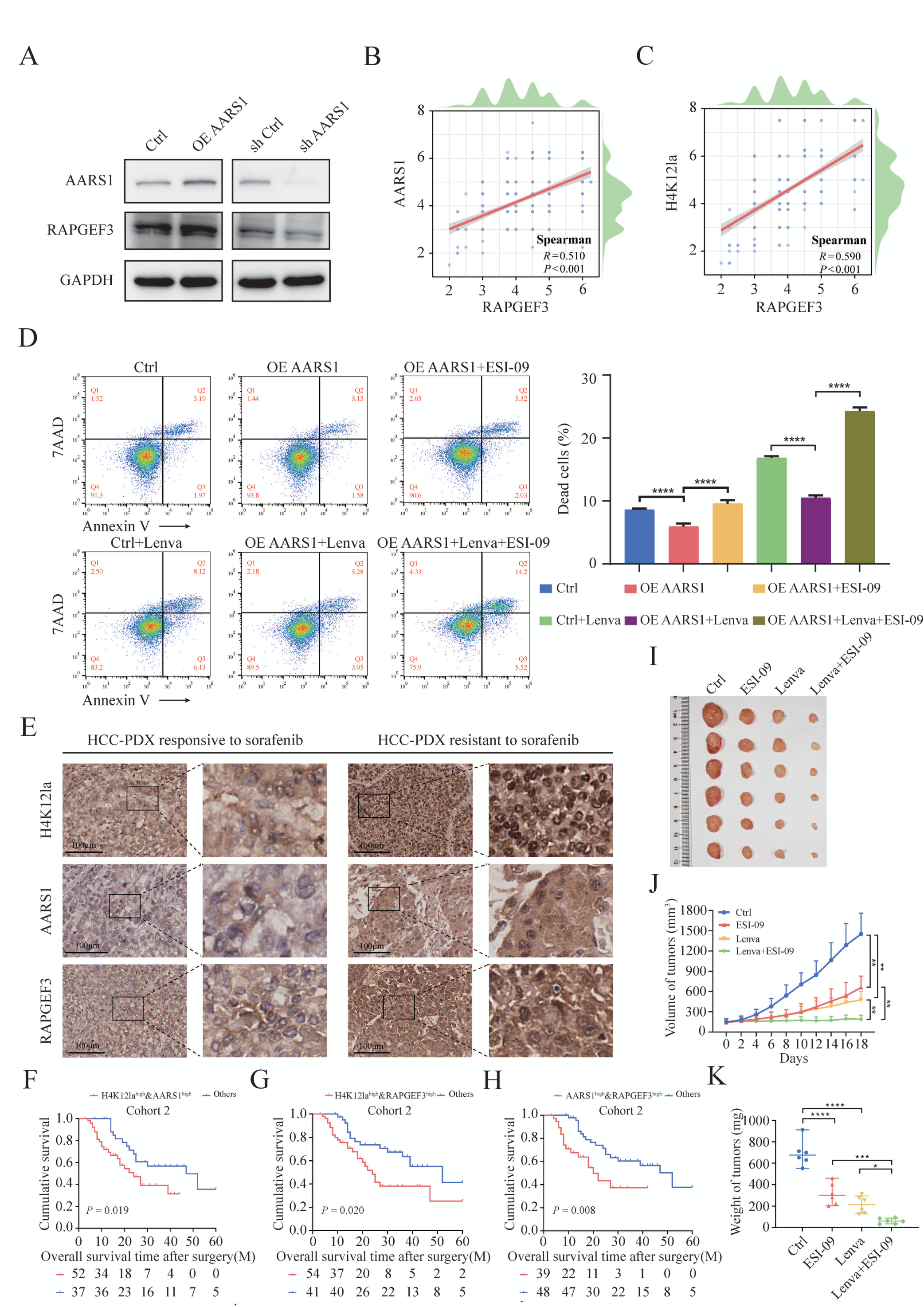 Fig. 6：RAPGEF3 抑制剂 ESI-09 联合仑伐替尼，协同逆转乳酸诱导的靶向药耐药