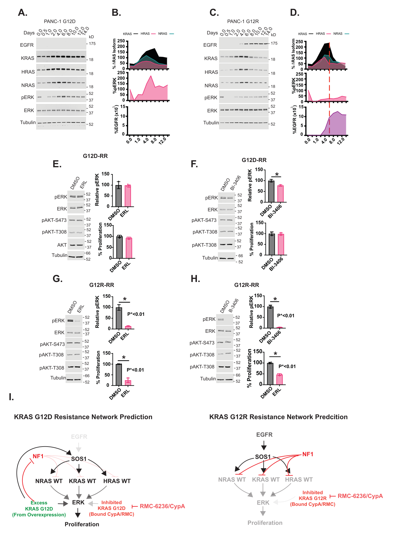 Fig. 3：Tubulin Tubulin