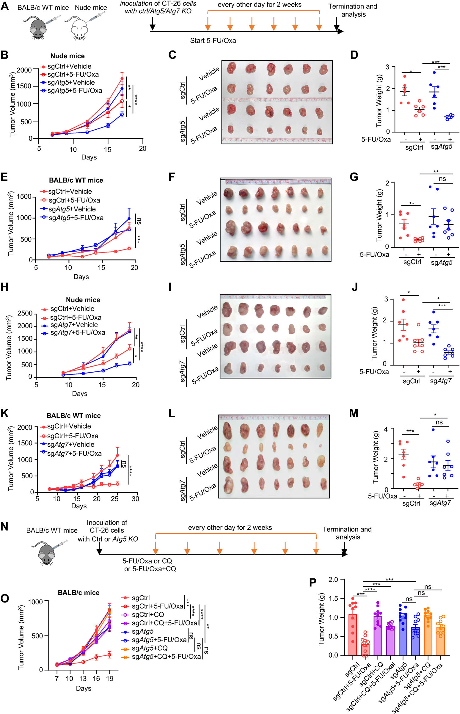 Fig. 1：Tumor cell-intrinsic autophagy is required for efficacy of chemotherapy in immunocompetent host. (A) Schematic representation of the treatment schedule in BALB/c nude and wild-type (WT) mice bearing subcutaneous CT-26 tumors with or without Atg5/Atg7 knockout (sgCtrl vs sg Atg5 /sg Atg7 ). All drugs (5-FU, 25 mg/kg; Oxa, 2.5 mg/kg) were administered intraperitoneally (i.p.) every other day for 2 weeks. (B–G) Growth curves of tumors, representative images, and tumor weights for CT-26 tumors with or without sg Atg5 in nude (B–D) or WT (E–G) mice (n = 6–7 per group). (H–M) Growth curves of tumors, representative images, and tumor weights for sgCtrl versus sg Atg7 tumors in nude (H–J) or WT (K–M) mice (n = 7 per group). (N) Treatment scheme for CT-26 tumors with or without sg Atg5 in WT mice for assessing the efficacy of 5-FU/Oxa, CQ alone, or in combination (n = 8-10 per group). All drugs were administered intraperitoneally (i.p.) every other day for 2 weeks; CQ was given at a dose of 60 mg/kg. (O) Tumor growth curves, and (P) tumor weights for the indicated treatment groups. Data are shown as mean ± SEM. Statistical analysis was performed using Two-way ANOVA with multiple comparisons. Significance is denoted as  p < 0.05,   p < 0.01,    p < 0.001,     p < 0.0001, ns, not significant.