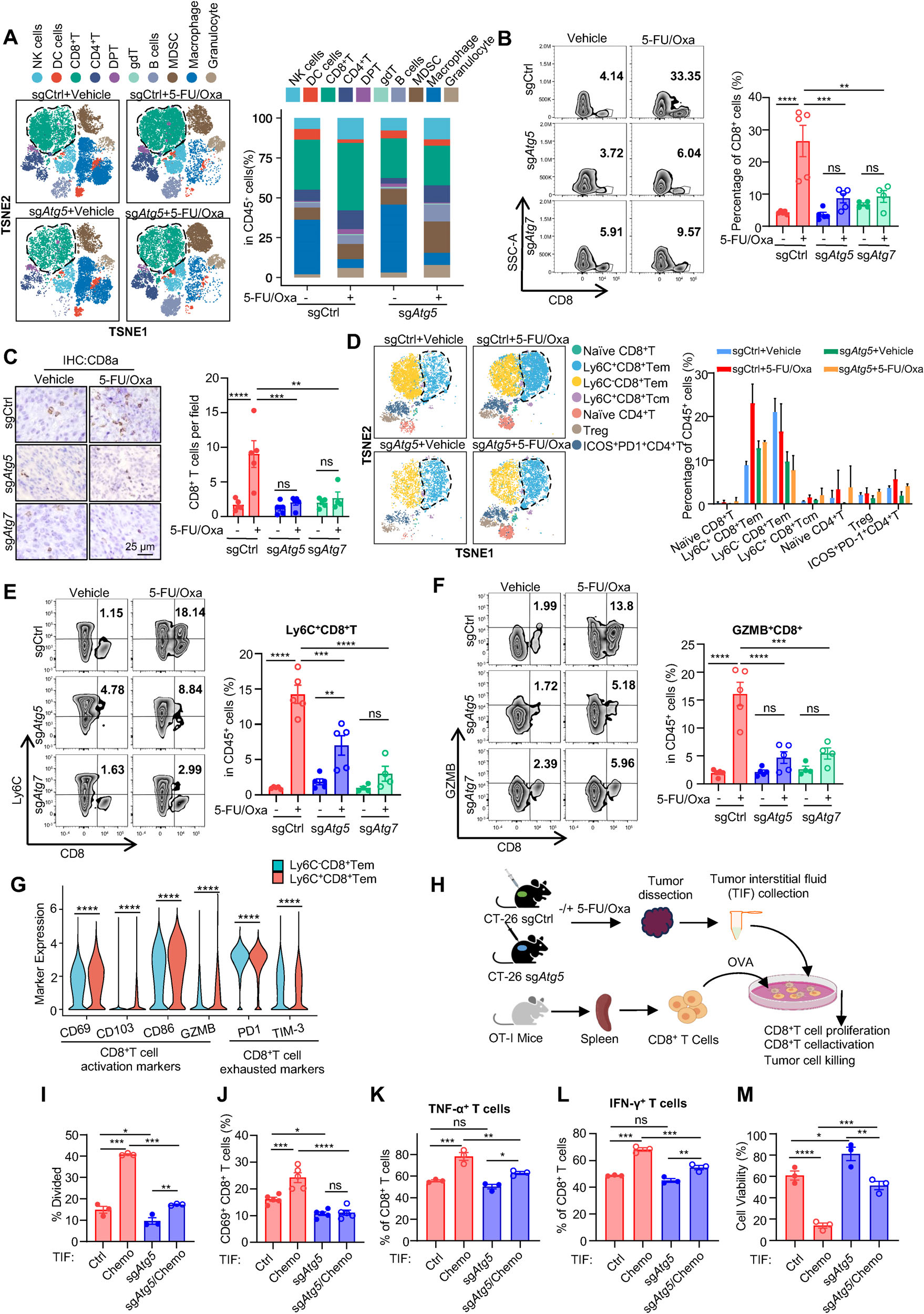 Fig. 2：Anti-tumor immunity evoked by chemotherapy depends on tumor cell-intrinsic autophagy. (A) t-SNE plots (left) and the frequency (right) of immune cell subsets in each treatment group, as determined by CyTOF (n = 2 per group). Each dot represents a single cell, with cell types color-coded. (B) Flow cytometric analysis and (C) immunohistochemical (IHC) staining of CD8+ T cells in sg Atg5 or sg Atg7 tumors following 5-FU/Oxa treatment (scale bar: 25 µm). (D) t-SNE plots (left) and quantification (right) of CD8+ and CD4+ T-cell subpopulations identified by CyTOF. (E,F) Flow cytometric analysis of activated CD8+ T cells (Ly6C+ or GZMB+ ) and quantitative summary of the indicated subsets. (G) Relative expression levels of activation and exhaustion markers in Ly6C+ versus Ly6C− CD8+ T cells, assessed by CyTOF. (H) Schematic showing of the in vitro co-culture system using spleen-derived CD8+ T cells and tumor interstitial fluid (TIF) from sgCtrl or sg Atg5 tumors. (I) CFSE staining analysis of CD8+ T cells proliferation