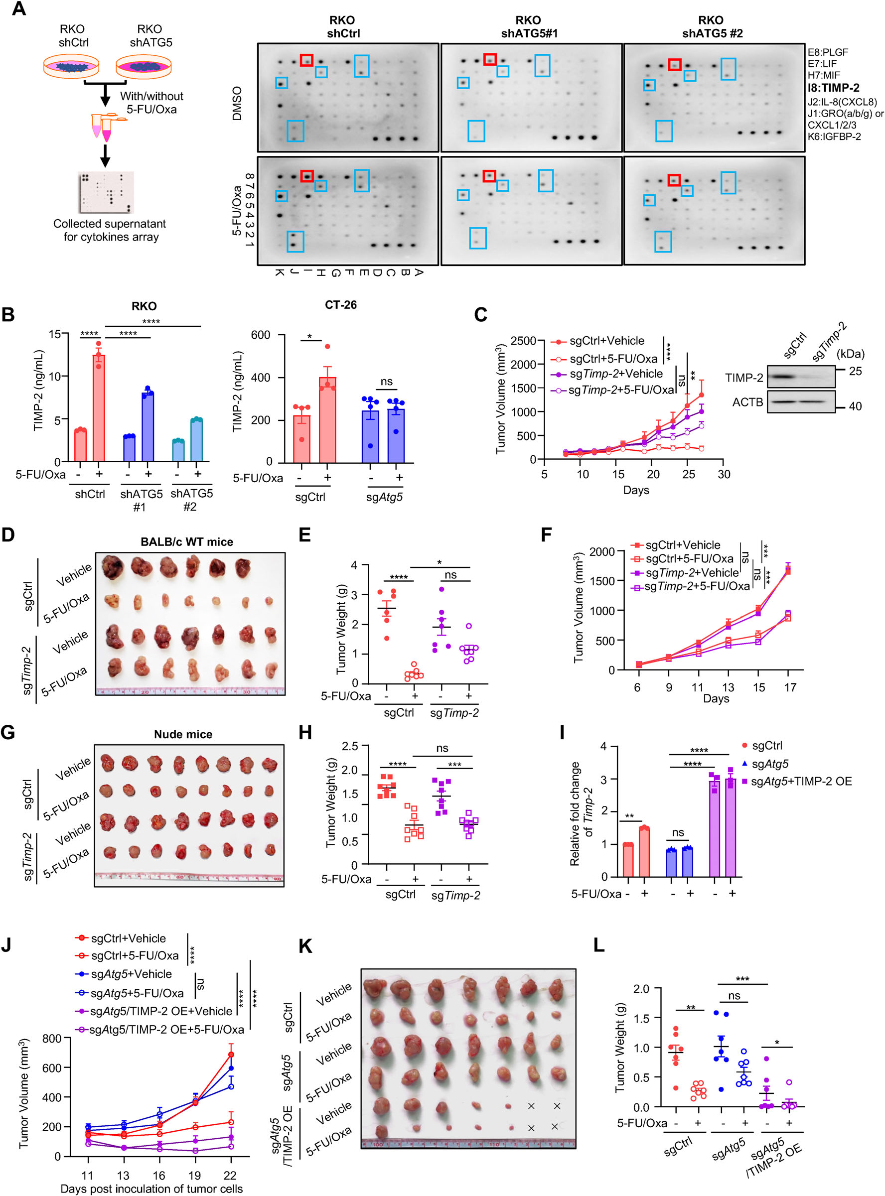 Fig. 3：TIMP-2 is a downstream effector of the autophagy-mediated response to chemotherapy. (A) Left: Schematic workflow for collecting cell culture supernatant from RKO cells expressing shCtrl or shATG5 after 48 h treatment with 5-FU/Oxa (100 µM/2.5 µM). Right: Membrane-based cytokine antibody array of secreted cytokines from the indicated groups; boxed spots indicate cytokines induced by 5-FU/Oxa in an autophagy-dependent manner. (B) ELISA quantification of TIMP-2 levels in culture supernatants from RKO and CT-26 cells with or without ATG5 silencing under 5-FU/Oxa treatment. (C–H) Growth curves of tumors, representative images, and tumor weights for CT-26 tumors with or without Timp-2 knockout(sgCtrl vs sg Timp-2) in WT (C–E) or nude (F–H) mice (n = 6-8 per group). Timp-2 knockout was confirmed by WB. (I) Generation of autophagy-deficient CT-26-sg Atg5 cells with or without ectopic TIMP-2 expression; TIMP-2 mRNA was confirmed by qRT-PCR. (J–L) Growth curves of tumors, representative images, and tumor weights for CT-26 tumors from sgCtrl or sg Atg5 cells with or without TIMP-2 overexpression (TIMP-2 OE), under the indicated treatments. Data are shown as mean ± SEM. Statistical analysis was performed using Two-way ANOVA with multiple comparisons. Significance is indicated as  p < 0.05,   p < 0.01,    p < 0.001,     p < 0.0001, ns, not significant.