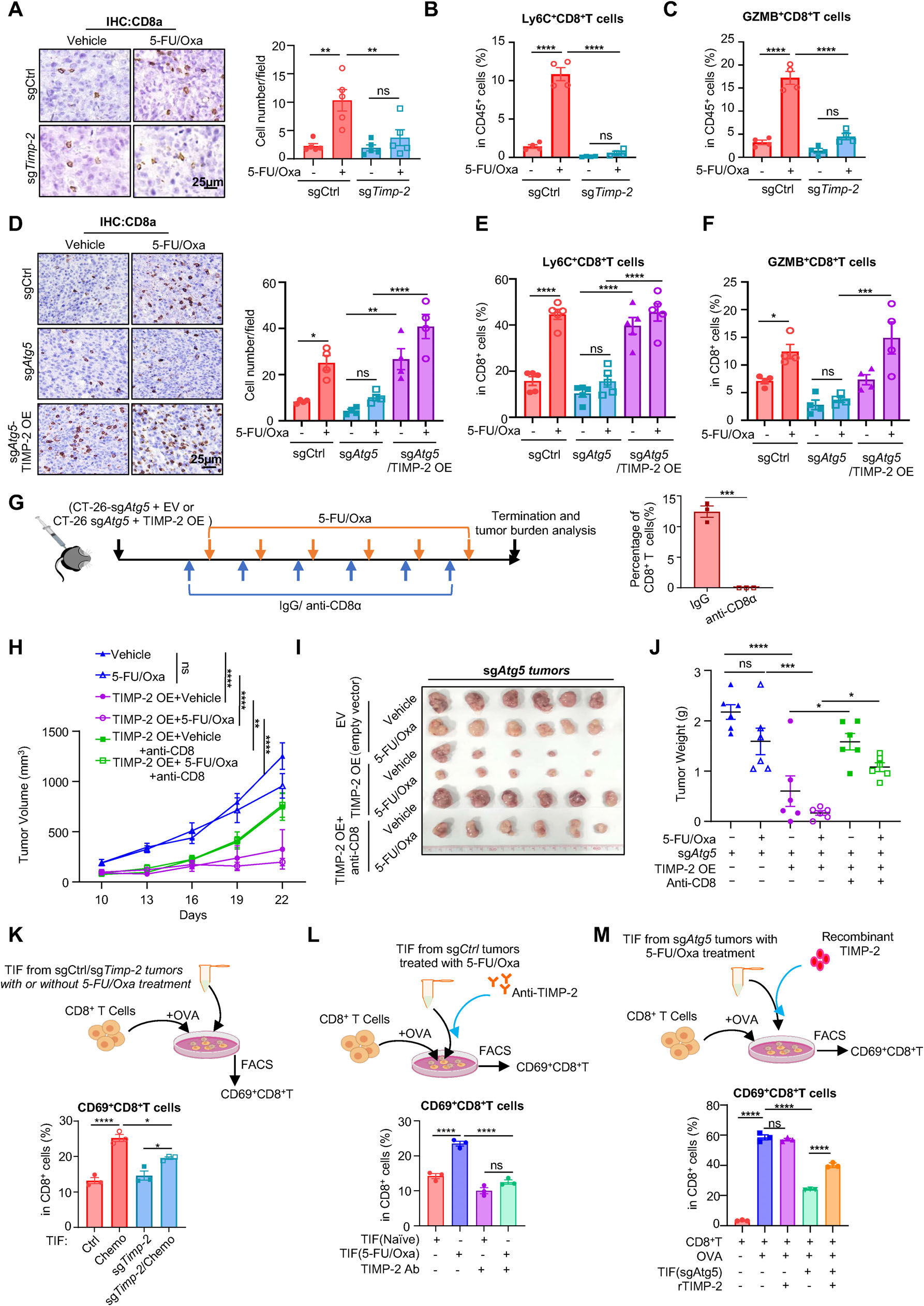 Fig. 4：TIMP-2 rescues chemotherapy sensitivity through activation of CD8+ T cells. (A) Representative IHC images(left) and quantifica- tion(right) of infiltrated CD8+ T cells in control or TIMP-2 knockout tumors treated with vehicle or 5-FU/Oxa (scale bar: 25 µm). (B,C) Flow cytometric quantification of activated CD8+ T cell subsets (Ly6C+ or GZMB+ ) in the same groups as (A). (D) Representative IHC images and quantification of CD8+ T cell infiltration in CT-26 sgCtrl, sg Atg5 , and sg Atg5 /TIMP-2 OE tumors under vehicle or 5-FU/Oxa treatment (scale bar: 25 µm). (E,F) Flow cytometric quantification of activated CD8+ T populations (Ly6C+ and GZMB+ ) for the groups in (D). (G) Schematic of the treatment protocol for CD8+