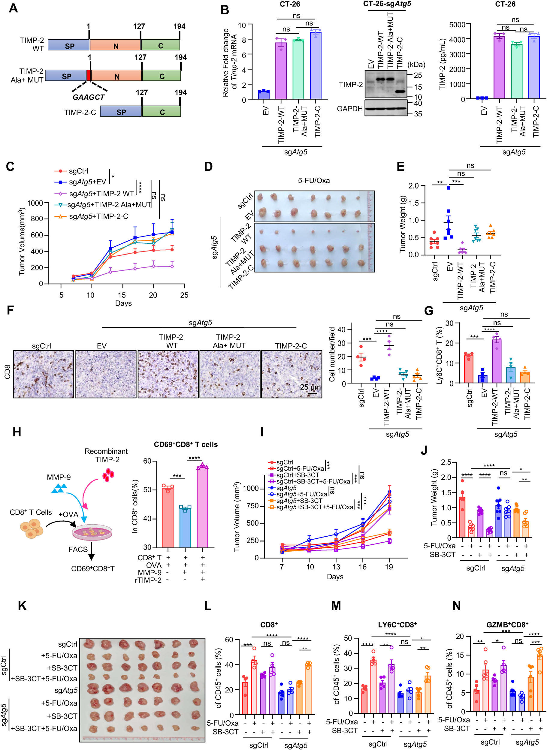 Fig. 5：Autophagy-TIMP-2 axis regulates anti-tumor immunity triggered by chemotherapy via modulating MMP-2/9 activity. (A) Schematic diagram showing TIMP-2 wild-type (WT) and its loss-of-function mutants, which are TIMP-2 mutant with an extra alanine—TIMP-2 Ala+ MUT and N terminal truncated mutant-TIMP-2-C. (B) The expression of TIMP-2 was confirmed by qRT-PCR, WB and ELISA. C) CT-26-sg Ctrl or sg Atg5 cells harboring TIMP-2 WT, TIMP-2 Ala+ MUT, TIMP-2-C or empty vector (EV) as control were inoculated into BALB/c WT mice and subjected to the 5- FU/Oxa treatment. Tumor growth curves were monitored over time. (D,E) Representative tumor images and quantitative analysis of tumor weights at sacrifice for the indicated groups (n = 7 per group). (F) Representative IHC images and quantification of intratumoral CD8+ T cell infiltration in the indicated groups as in (C) following 5-FU/Oxa treatment. Scale bar:25 µm. (G) FACS analysis of the proportions of active Ly6C+ CD8+ T cells in