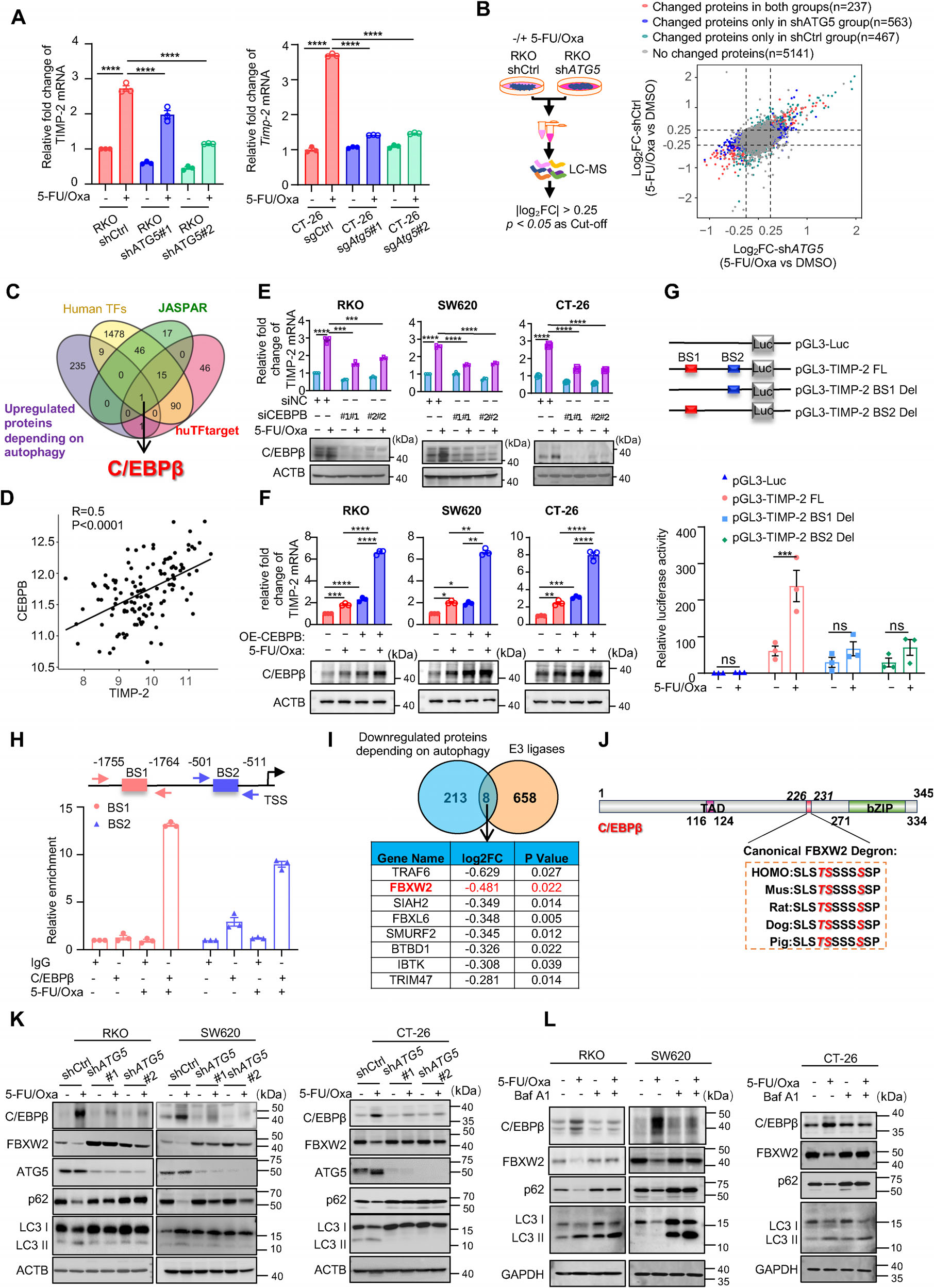 Fig. 6：FBXW2-C/EBP βaxis mediates autophagy-dependent TIMP-2 upregulation induced by chemotherapy. (A) qRT-PCR analysis of TIMP- 2 mRNA expression upon treatment with 5-FU/Oxa, with or without autophagy inhibition, in RKO and CT-26 cells. (B) Left: experimental timeline for collecting cell pellets for LC-MS analysis. Right: scatter plot of differentially expressed proteins (DEPs) between indicated groups. In the shCtrl group alone, a total of 467 DEPs were identified, comprising 246 upregulated and 221 downregulated proteins. (C) Venn diagram depicting the overlap of transcription factors derived from four datasets. (D) Correlation between CEBPB and TIMP-2 expression in CRC tissues (GSE72970). (E) qRT-PCR analysis of TIMP-2 mRNA in RKO, SW620, and CT-26 cells transfected with scrambled siRNA(si-Ctrl) or two independent siRNAs targeting CEBPB, with or without 5-FU/Oxa treatment. CEBPB knockdown efficiency was confirmed by WB. F) qRT-PCR analysis of TIMP-2 mRNA in RKO, SW620, and CT-26