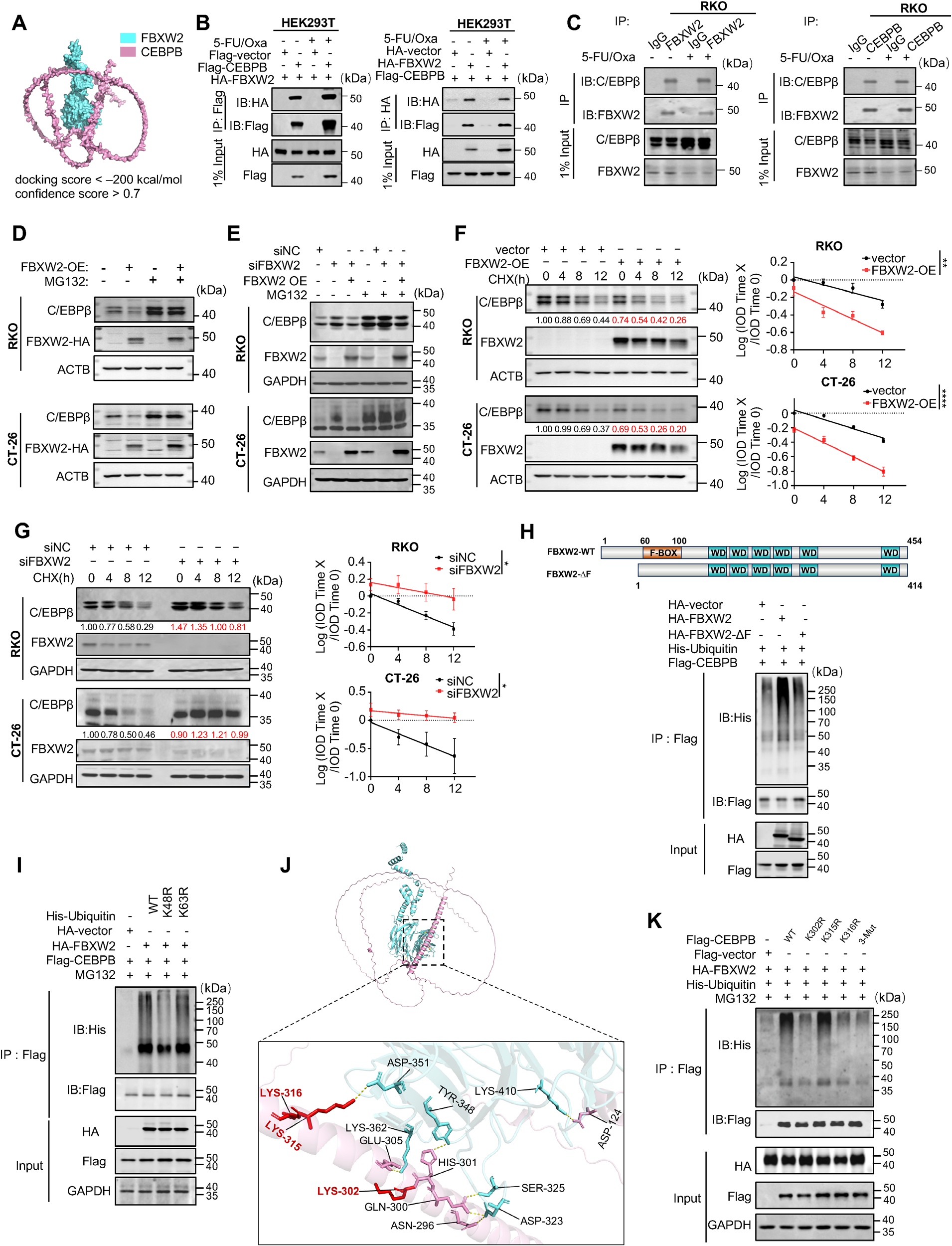 Fig. 7：FBXW2 interacts with C/EBP β and promotes its degradation through ubiquitin proteasome pathway. (A) The computational modeling of FBXW2 and C/EBP β interaction was performed by AlphaFold3, followed by visualization with PyMOL. Proteins color assignment: CEBPB (Purple), FBXW2 (Blue). (B) Exogenous interaction between C/EBP β and FBXW2 was examined by co-immunoprecipitation (Co-IP) in HEK293T cells transfected with the indicated plasmids, with or without 5-FU/Oxa treatment. Immunoprecipitation was performed with anti-Flag or anti-HA antibodies. (C) Co-IP analysis of endogenous interaction between C/EBP β and FBXW2 upon treatment with 5-FU/Oxa or not. Immunoprecipitation was performed using antibody against FBXW2 or C/EBP β. (D) Immunoblot analysis of C/EBP β expression in RKO and CT-26 cells overexpressing FBXW2, with or without proteasome inhibitor MG132 (20 µm, 6 h) treatment. (E) Immunoblot analysis of C/EBP β expression in RKO and CT-26 cells with FBXW2 knockdown