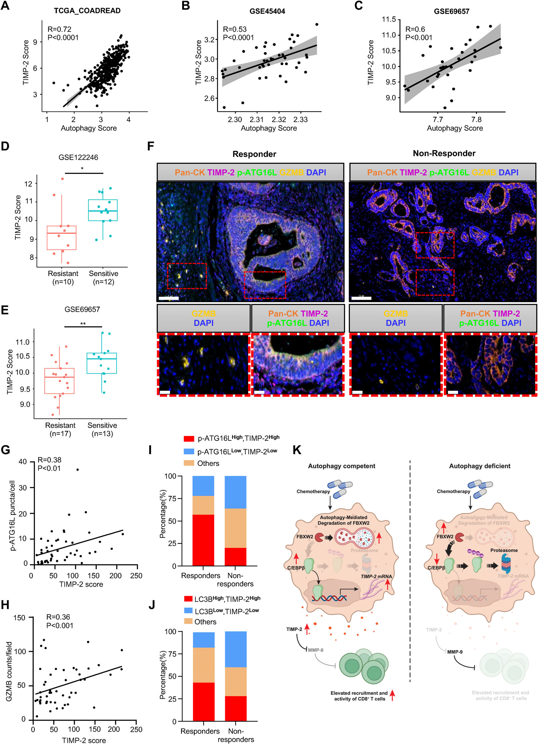 Fig. 8：Clinical relevance of the autophagy-TIMP-2 axis in CRC patients. (A–C) Correlation between TIMP-2 expression and autophagy score. (D,E) TIMP-2 expression levels in resistant versus sensitive CRC patients treated with 5-FU-based chemotherapy, derived from two independent cohorts. (F) Representative multiplex immunofluorescence images of responder and non-responder patient samples, co-stained for Pan-CK (orange), TIMP-2 (pink), p-ATG16L1 (green), and GZMB (gold). (G) Correlation between TIMP-2 expression and p-ATG16L1 puncta per cell, indicating autophagy activity, in the SYSU-the sixth Affiliated Hospital cohort (n = 48). (H) Correlation between TIMP-2 expression and GZMB counts per field, indicating active anti-tumor immunity, in the same cohort as in (G). (I) Patients were stratified into responders and non-responders based on the tumor regression grade (TRG) score, with TRG2 defined as responder (n = 23) and TRG3 (n = 25) as non-responder. Proportions of patients with p-ATG16L1High /TIMP-2High ; p-ATG16L1Low /TIMP-2Low or others were analyzed and shown in the graph. (J) Proportions of patients with high or low expression of LC3-II puncta, and others were analyzed and depicted in the graph, comparing responders and non-responders. (K) Schematic diagram illustrating tumor cell-intrinsic autophagy acts via the FBXW2/C/EBP β/TIMP-2 axis to regulate the TIME and chemosensitivity.