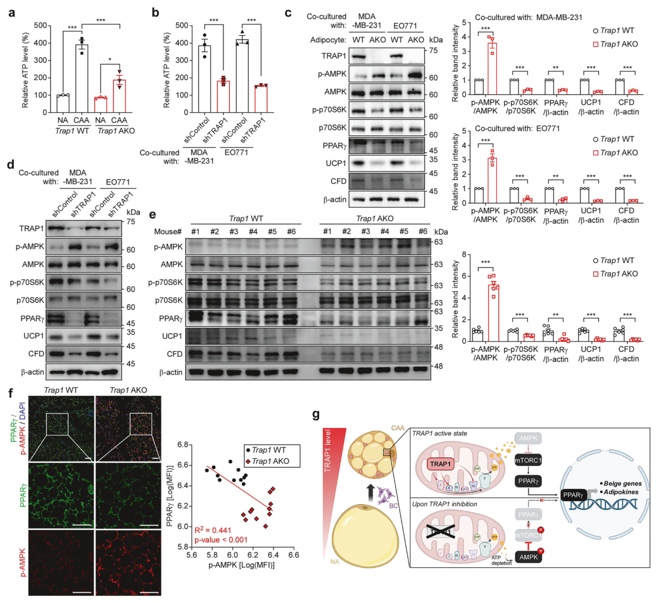 Fig. 5：TRAP1 通过 AMPK-mTOR-PPARγ 通路调控 CAA 重编程，5g 为机制示意图
