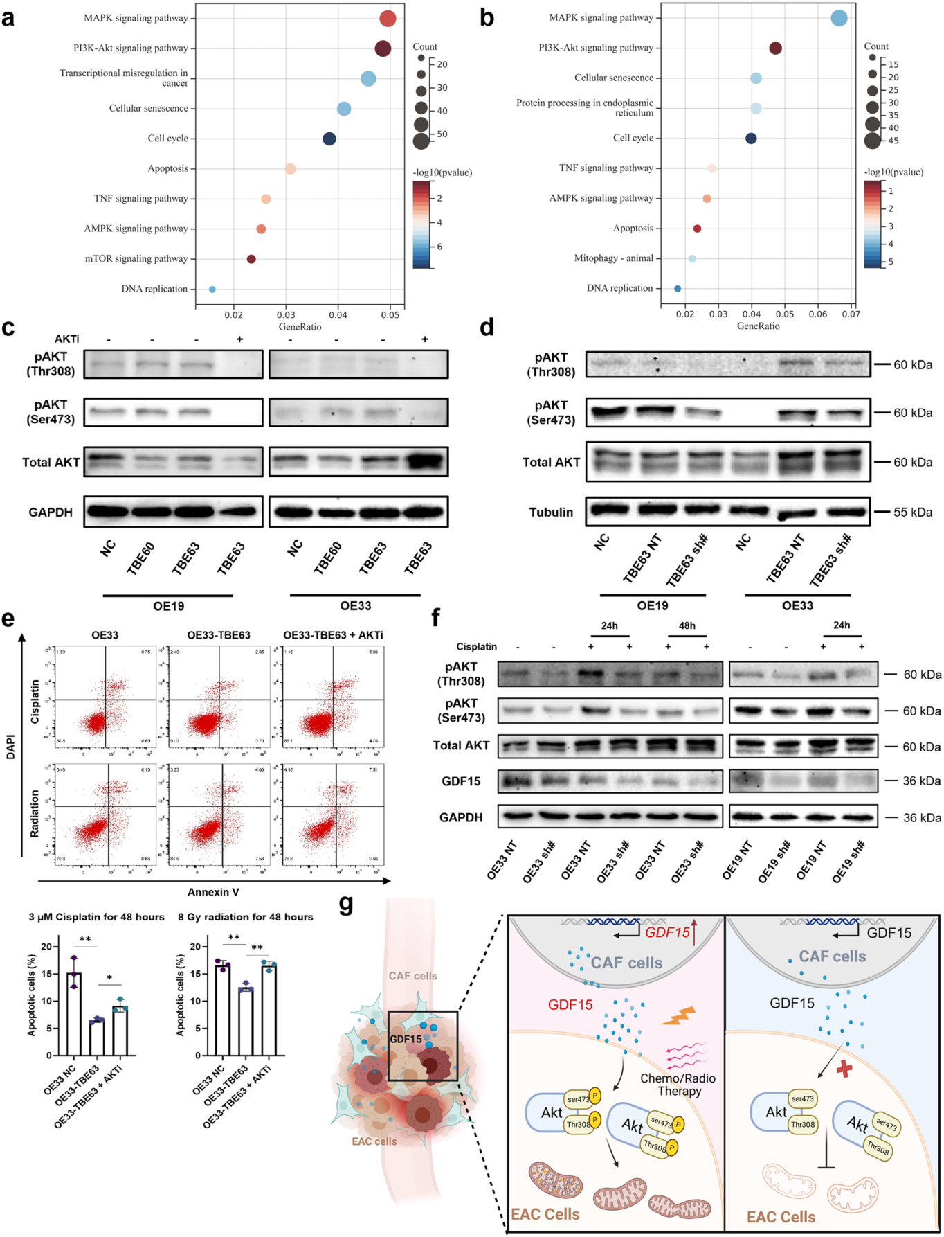 Fig. 6：GDF15 缺失削弱 AKT 通路激活——KEGG 富集、p-AKT 等 WB 下调、凋亡增加与机制示意