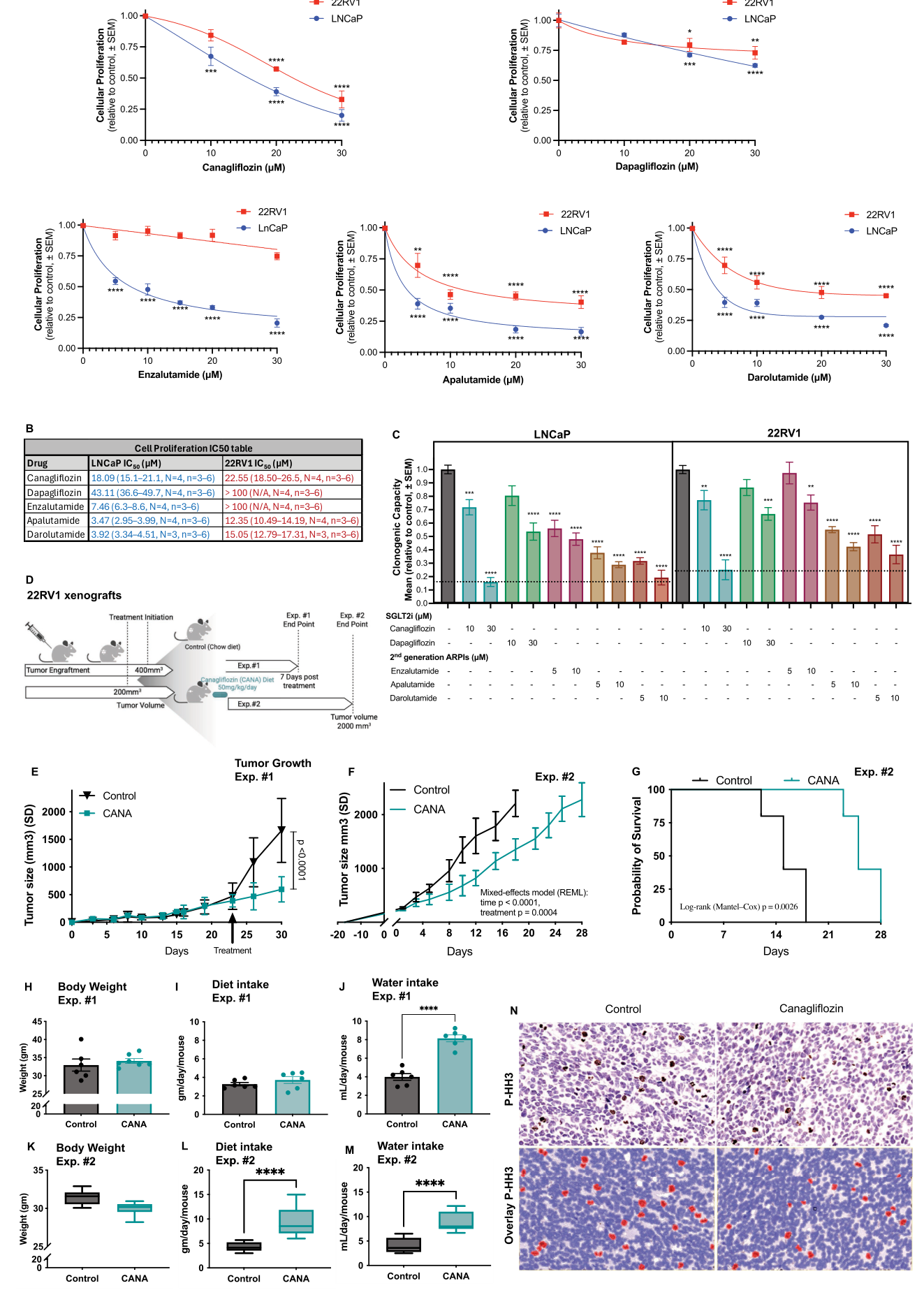 Fig. 1：Canagliflozin suppresses cell proliferation, clonogenic survival, and tumor growth in vitro and in vivo. LNCaP and 22RV1 cells were treated with clinically achievable concentrations of SGLT2is, canagliflozin and dapagliflozin (0–30 μM), or antiandrogens, enzalutamide, apalutamide, and darolutamide (0–10 μM), and (A-B) cell proliferation or (C) clonogenic survival was assessed. (D) Schematic of the in vivo treatment regimen for NRG mice bearing 22RV1 xenografts, showing short-term (Exp. #1) and long-term survival (Exp. #2) endpoints (created with BioRender.com). (E–F) In vivo tumor growth kinetics for (E) Exp. #1 (N = 6–7) and (F) Exp. #2 (N = 5). Tumor volumes are shown as mean ± SD for Exp. #1 and mean ± SD for Exp. #2. Tumor growth curves in panel E were analyzed using mixed-effects modeling with FDR correction, while panel F was analyzed using a mixed-effects model (REML) for repeated measures. (G) Kaplan–Meier analysis of time to tumor endpoint for Exp. #2. Event was defined as tumor volume ≥2000 mm3. Statistical significance was determined using the log-rank (Mantel–Cox) test. (H–J) Mouse body weight at endpoint (H), diet intake (I), and water intake (J) for Exp. #1. (K–M) Average body weight (K), diet intake (L), and water intake (M) for Exp. #2. (N) Phosphorylated histone H3 (P-HH3 (Ser10)) immunohistochemistry with digitally overlaid identification of P-HH3–positive nuclei for Exp. #1. For data analysis, cells and tumors were used with at least N ≥3 biological replicates. Statistical significance for panels H–M was determined using a two-tailed unpaired Student&rsquo;s t-test, while other comparisons were analyzed using one- or two-way ANOVA with Tukey&rsquo;s post-hoc multiple comparisons test. Data are presented as mean ± SEM, except for in vivo panels E–F and K–M, which are shown as mean ± SD. Statistical significance is indicated as P < 0.05, P < 0.01, P < 0.001, P < 0.0001.