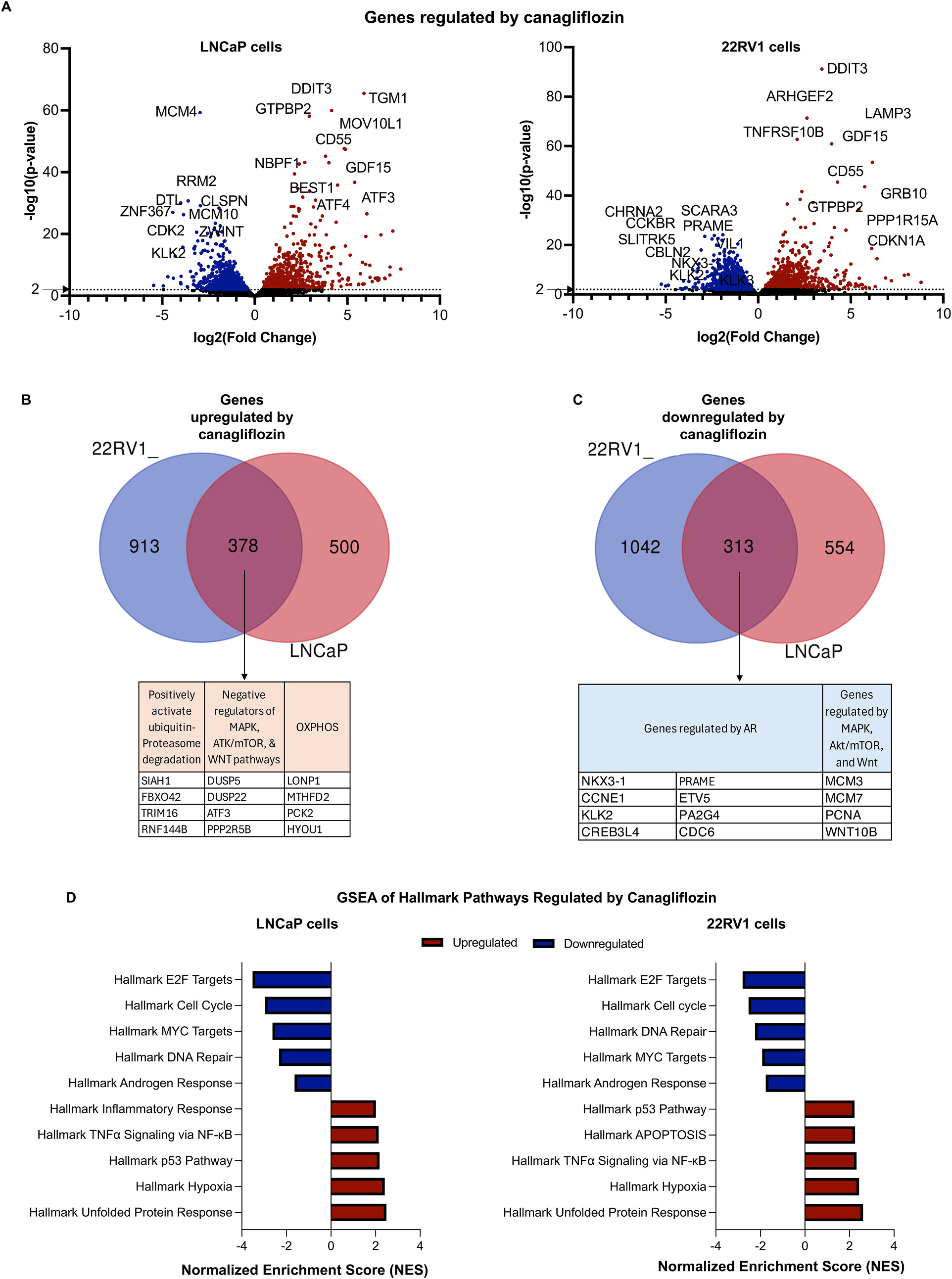 Fig. 2：Canagliflozin supresses AR-pathway and survival genes and pathways in CRPC and CSPC cells. RNA-seq was performed on LNCaP (CSPC) and 22RV1 (CRPC) cells treated with 30 μM canagliflozin or DMSO for 24 h. (A) Volcano plots demonstrating (-log10 P ≥2 (rank), FDR <0.05) significant upregulated genes (red) and downregulated (blue) genes with non-significant (rank score <2 in black dots). (B–C) Venn diagrams demonstrate significantly (B) upregulated or (C) downregulated genes. (D) Waterfall plots depict the top significantly upregulated and downregulated hallmark pathways by canagliflozin in each cell line (FDR <0.05). RNA-seq analyses were performed using three independent biological replicates (N = 3), denoted as A, B, and C for each group (Control A–C and CANA A–C). (For interpretation of the references to color in this figure legend, the reader is referred to the Web version of this article.)