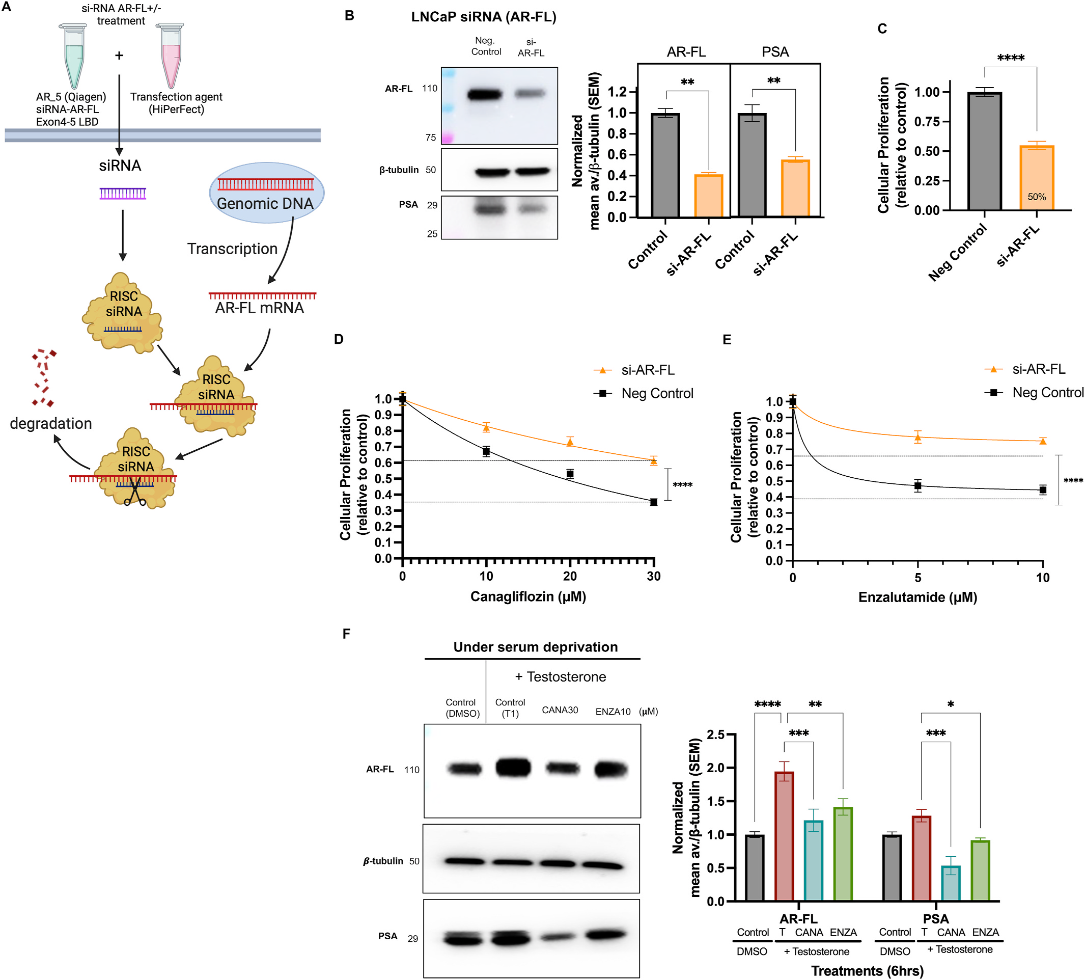 Fig. 4：AR-FL silencing generates resistance to canagliflozin in CSPC. (A) Schematic of AR-FL siRNA transfection in LNCaP (CSPC) cells (created with BioRender. com). (B) Immunoblot showing AR-FL and PSA levels in LNCaP cells transfected with si-AR-FL or negative control normalized to β-tubulin (±SEM, N = 3). Cellular proliferation of si-AR-FL transfected cells vs negative control in (C) untreated, (D) canagliflozin (0–30 μM) or (E) enzalutamide (0–10 μM) treated cells normalized to DMSO controls, (±SEM, N = 3). (F) Immunoblot and quantification of AR-FL and PSA in LNCaP treated with testosterone (1 μM) for 6 h, with or without canagliflozin (30 μM) or enzalutamide (10 μM). N = 3 and mean (±SEM) for all data. Statistical analysis One-way ANOVA with Tukey&rsquo;s post hoc test performed: P < 0.05, P < 0.01, P < 0.001, P < 0.0001.