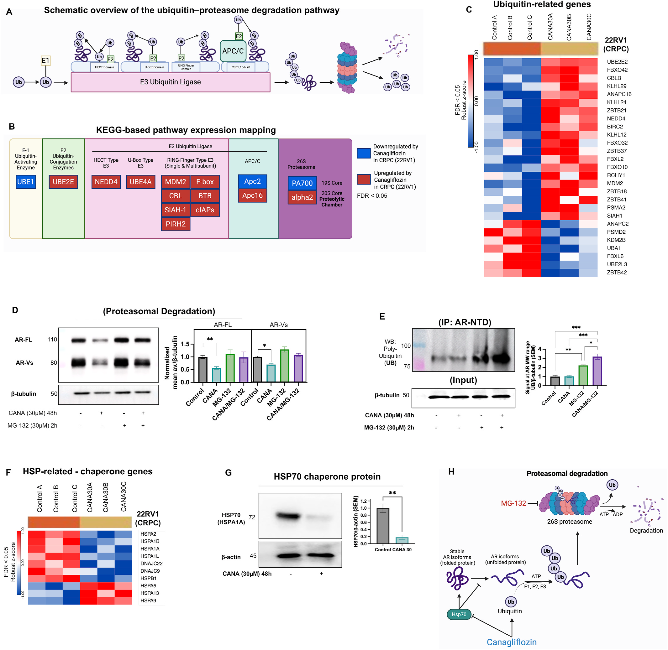 Fig. 7：Canagliflozin promotes proteasomal degradation of AR and AR variants in 22RV1 (CRPC) cells. (A) Schematic overview of the ubiquitin–proteasome degradation pathway, illustrating ubiquitin activation (E1), conjugation (E2), substrate recognition by E3 ubiquitin ligases (including HECT, U-box, RING-finger, and APC/C complexes), and subsequent proteasomal degradation (created with BioRender.com). (B) KEGG-based map of ubiquitin–proteasome system components showing differentially expressed genes in 22RV1 (CRPC) cells following canagliflozin treatment. Genes significantly downregulated (blue) or upregulated (red) are indicated (FDR <0.05) (created with BioRender.com). (C) Heatmap of differentially expressed ubiquitin–proteasome–related genes in canagliflozin-treated 22RV1 cells, filtered by FDR <0.05. (D) Immunoblot analysis showing that proteasome inhibition with MG-132 prevents canagliflozin-induced degradation of AR-FL and AR- Vs in 22RV1 cells, with corresponding densitometric quantification normalized to β-tubulin and presented as mean (±SEM, N = 3). (E) Immunoprecipitation (IP) of AR using an anti-AR-NTD antibody, followed by immunoblotting (WB: UB) for poly-ubiquitin, showing accumulation of poly-ubiquitinated AR upon proteasome inhibition with MG-132, with further enhancement in the presence of canagliflozin (lysates were BCA-quantified and normalized prior to splitting into input 10% and IP fractions), and densitometric quantification was normalized to β-tubulin from the corresponding input samples (±SEM, N = 3). (F) Heatmap showing differentially expressed HSP-related chaperone genes in 22RV1 (CRPC) cells following canagliflozin treatment based on RNA-seq analysis. Colors represent relative gene expression changes (red, upregulated; blue, downregulated). (G) A representative immunoblot validation of the selected HSP-related chaperone HSP70 (HSPA1A) at the protein level, with corresponding loading controls. (H) Schematic model depicting canagliflozin-induced AR ubiquitination and proteasome-mediated degradation. Cana\u00ad gliflozin disrupts HSP70-mediated AR stability, promoting AR ubiquitination and subsequent degradation by the 26S proteasome, which is inhibited by MG-132 (created with BioRender.com). Data are presented as mean ± SEM from three independent biological replicates (N = 3). Statistical analyses were performed using unpaired two-tailed Student&rsquo;s t-test or one-way ANOVA with Tukey&rsquo;s post hoc test, as appropriate: p < 0.05, p < 0.01, p < 0.001, p < 0.0001. (For interpretation of the references to color in this figure legend, the reader is referred to the Web version of this article.)