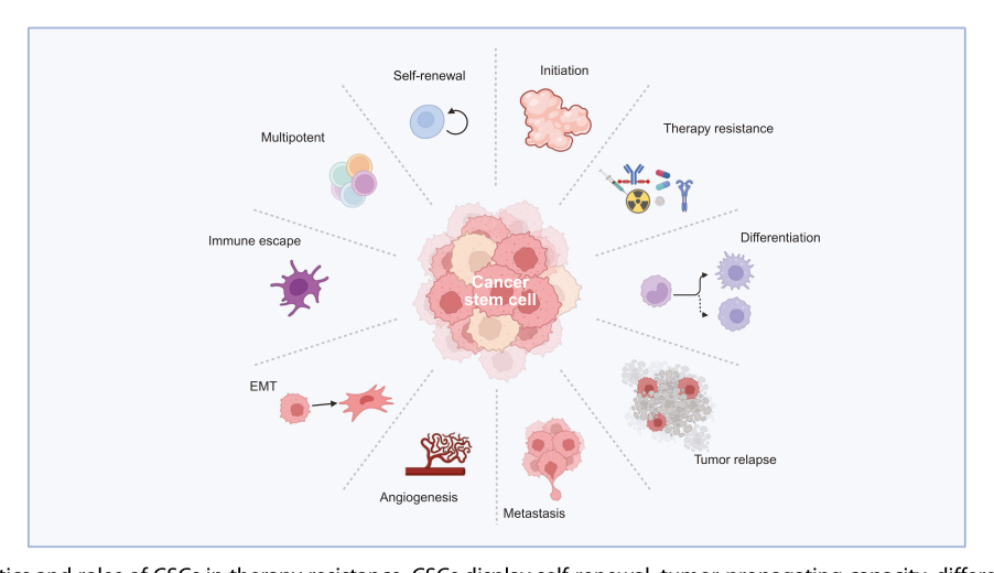 Fig. 1：CSC 的特征与耐药角色——自我更新、成瘤、EMT 侵袭、免疫逃逸、休眠，共同构成一个难杀的"种子库"