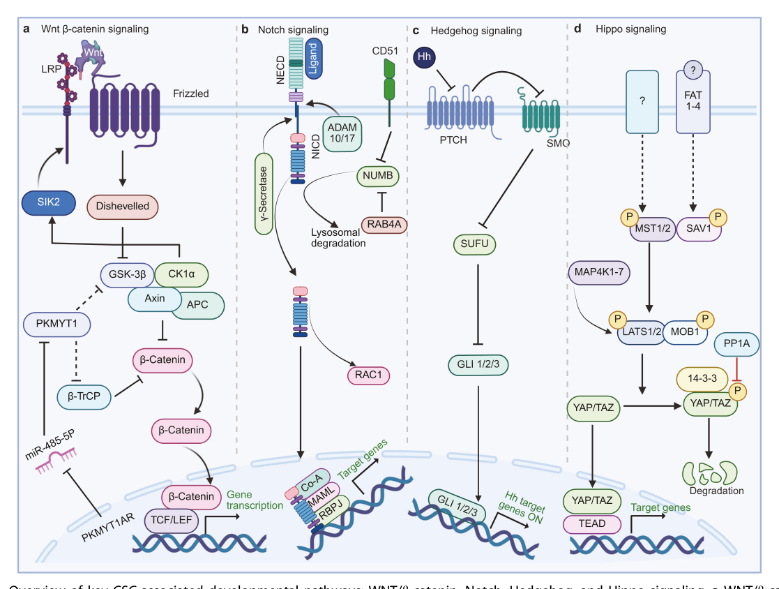 Fig. 2：维持 CSC 的四大发育通路——WNT/β-catenin、Notch、Hedgehog、Hippo/YAP-TAZ 的信号骨架