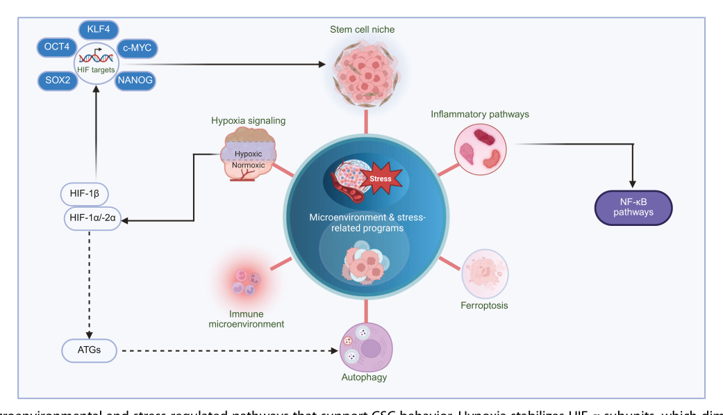 Fig. 3：微环境与应激通路——缺氧/HIF、NF-κB、铁死亡防御、自噬，支撑 CSC 在压力下存活