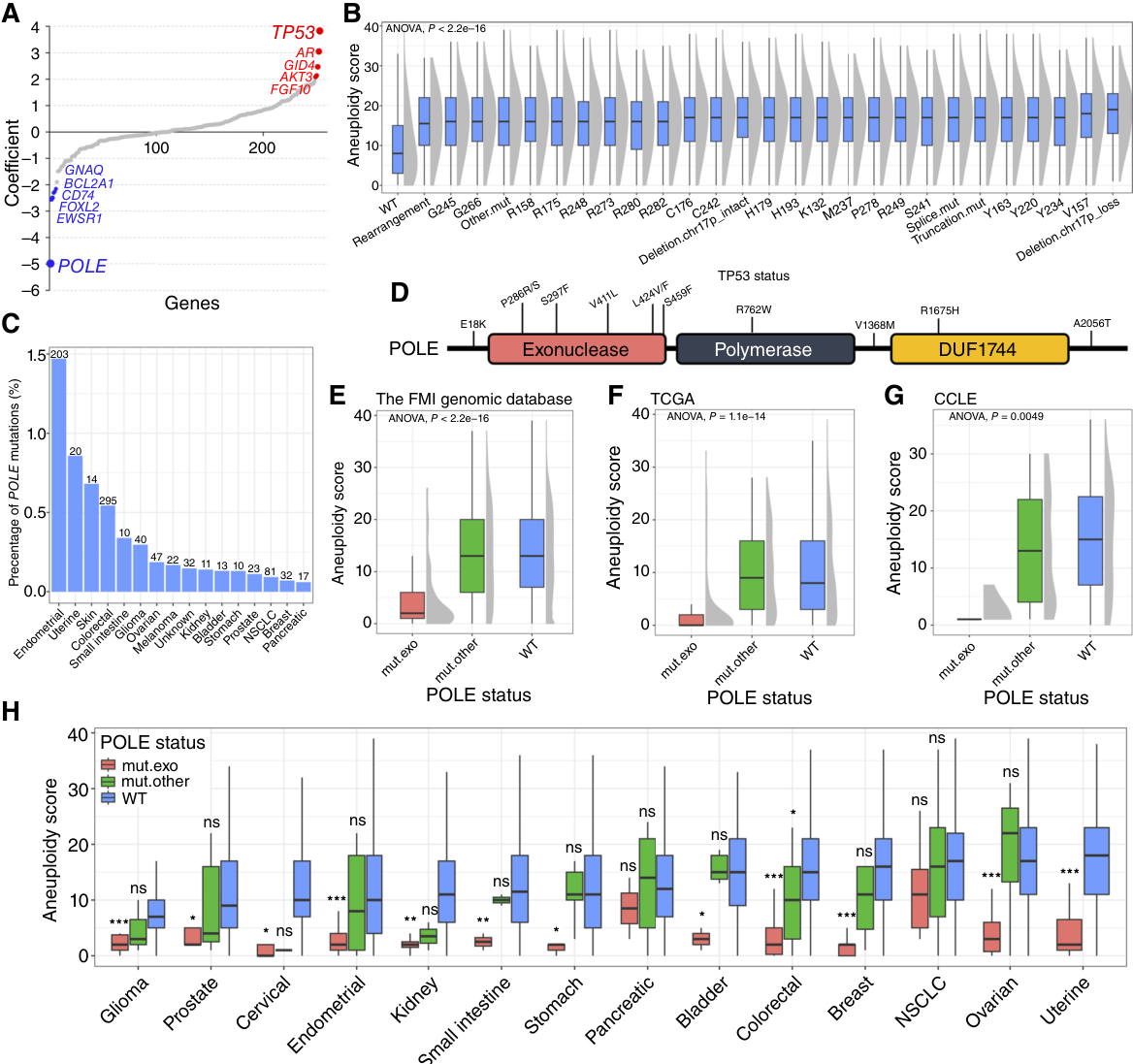 Fig. 2：Mutations in the POLE exonuclease domain are mutually exclusive with high aneuploidy burden. A, Genes with a non-zero coefficient from the elastic net regression model identified to be predictors for aneuploidy scores. Red, top positive predictor genes; blue, top negative predictor genes. B, Distribution of aneuploidy scores across tumors with different TP53 alterations. Deletion.chr17p intact (homozygous deletion without chr17p loss), Deletion.chr17p loss (homozygous deletion with chr17p loss), Truncation.mut (truncation mutations), rearrangement (translocation and fusion with other genes), Splice.mut (mu- tations affecting splicing), and missense mutations with a frequency higher than 0.5% in the FMI genomic database (K132, V157, R158, Y163, R175, C176, H179, H193, Y220, Y234, M237, S241, C242, G245, R248, R249, G266, R273, P278, R280, and R282). C, Frequency of POLE mutations in various cancer types in the FMI genomic database. D, Representation of POLE protein domains. The most frequent mutations in the FMI genomic database are annotated. E, Distribution of aneuploidy scores in tumors with different POLE alterations in the FMI genomic database. F, Distribution of aneuploidy scores in tumors with different POLE alterations in TCGA. G, Distribution of aneuploidy scores in cell lines with different POLE alterations in CCLE. H, Distribution of aneuploidy scores in tumors with different POLE alterations across various cancer types in the FMI genomic database. mut.exo, mutations within the POLE exonuclease domain (aa 268–aa 471); mut.other, mutations outside the POLE exonuclease domain. Student t tests were used for two-group comparisons (mut.exo vs. WT or mut.other vs. WT). ns, not significant; , P < 0.05; , P < 0.01; , P < 0.001.