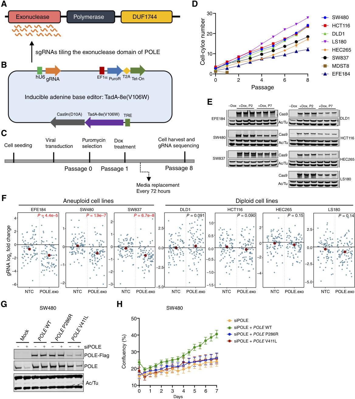 Fig. 4：Mutagenesis screening validated that POLE exonuclease is essential for the survival of highly aneuploid cells but not diploid cells. A, Representation of POLE protein domains. B, Illustration of the inducible adenine base editor screen tiling the exonuclease domain of POLE. sgRNA, single-guide RNA. C, Experimental flow of the adenine base editor screen. Dox, doxycycline. D, Cell growth curves after viral transduction and induction of adenine base editor expression. E, Western blots confirming the sustained expression of the adenine base editor system throughout the experiment. Ac, α-actin; Tu, tubulin; P2, passage 2; P7, passage 7. F, Scatter plots comparing NTC gRNAs (NTC) and gRNAs tiling the exonuclease domain of POLE (POLE.exo) in aneuploid cell lines (EFE184, SW480, and SW837) and diploid cell lines (DLD1, HCT116, HEC265, and LS180). P values and log2 fold change were determined by comparing gRNA counts at passage 8 to passage 0. G, Western blots confirming the siRNA-mediated knockdown of endogenous POLE (siPOLE) and overexpression of ectopic POLE variants (WT, P286R, and V411L) in the SW480 cell line. H, Growth curves of SW480 cells with different genetic backgrounds.