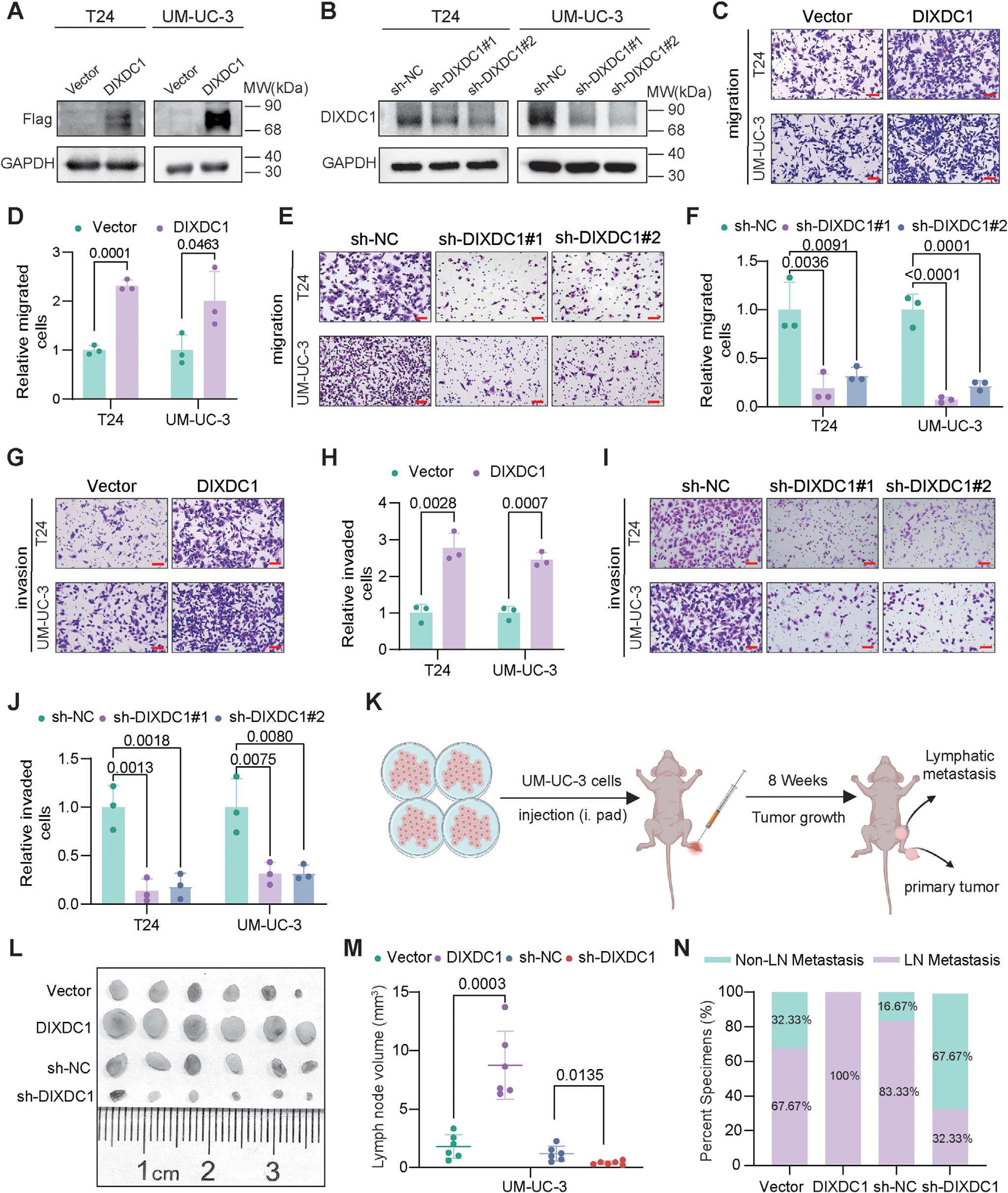 Fig. 2：DIXDC1 promotes the metastasis-related behaviors of bladder cancer cells in vitro and enhances lymph node metastasis in vivo. (A) Verification of DIXDC1 overexpression in T24 and UM-UC-3 cells transfected with either an empty vector or a DIXDC1 expression construct by Western blot. (B) Assessment of DIXDC1 protein expression in T24 and UM-UC-3 cells with DIXDC1 silencing, determined by Western blot. (C, D) Representative images (C) and quantitative analysis of migrated cell counts (D) from Transwell migration assays in T24 and UM-UC-3 cells overexpressing DIXDC1. (E, F) Representative images (E) and quantitative analysis of migrated cell counts (F) in DIXDC1 silencing. (G, H) Representative images (G) and quantitative analysis of invaded cell counts (H) in overexpressing DIXDC1. (I, J) Representative images (I) and quantitative analysis of invaded cell counts (J) in DIXDC1 silencing. Scale bar: 200 µm (red). (K) Schematic diagram illustrating the experimental workflow for establishing a murine plantar footpad injection/lymph node metastasis model with popliteal lymph node metastasis using UM-UC-3 cells. (L) Representative gross anatomical images