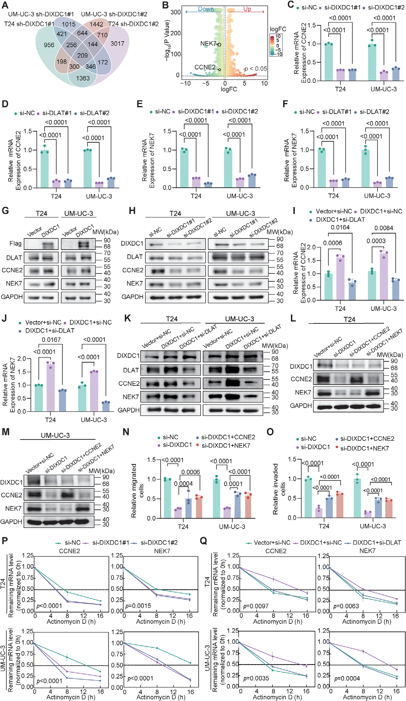 Fig. 4：DIXDC1 regulates the expression and mRNA stability of NEK7 and CCNE2 via DLAT. (A) Transcriptome sequencing analysis of T24 and UM-UC-3 cells with DIXDC1 knockdown to identify differentially expressed genes (DEGs), with DEG criteria defined as |log2 fold change| ≥ 0.585, corresponding to a 1.5-fold change, and adjusted p value (FDR) < 0.05. (B) Volcano plot of DEGs following DIXDC1 knockdown, with the downregulated candidate genes CCNE2 and NEK7 highlighted. (C–F) qRT-PCR quantification of relative mRNA expression of CCNE2 and NEK7 in T24 and UM-UC-3 cells. Transcript levels of CCNE2 and NEK7 following transfection with si-NC or two separate DIXDC1-targeting siRNAs (C, E); transcript levels of CCNE2 and NEK7 following transfection with si-NC or two separate DLAT-targeting siRNAs (D, F). (G, H) Western blot analysis was conducted to determine the protein levels of DIXDC1, DLAT, NEK7, and CCNE2 in T24 and UM-UC-3 cells under conditions of DIXDC1 overexpression (G) or knockdown (H). (I, J) qRT-PCR quantification of CCNE2 (I) and NEK7 (J) mRNA expression in T24 and UM-UC-3 cells with DIXDC1 overexpression following subsequent