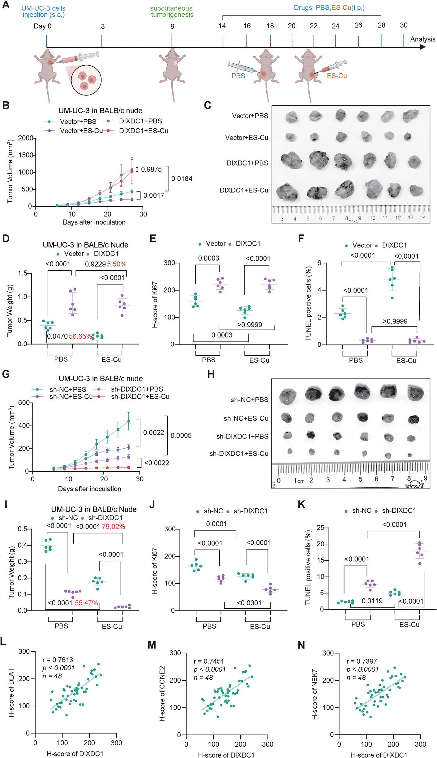 Fig. 7：DIXDC1 modulates the growth of bladder cancer cells and resistance to cuproptosis in vivo. (A) Schematic illustration of experimental design. Subcutaneous xenograft models were established in nude mice by inoculating UM-UC-3 cells with stable DIXDC1 overexpression or knockdown (and their respective controls). After tumor formation, mice were treated with PBS or ES-Cu (6 mg/kg, intraperitoneal injection, every 3 days). (B–F) Tumor volume (B), gross morphology (C), final tumor weight (D), Ki67 H-scores (E), and TUNEL positivity (F) were assessed in xenografts derived from UM-UC-3 cells with stable DIXDC1 overexpression. (G–K) Corresponding analyses for tumor volume (G), gross morphology (H), final tumor weight (I), Ki67 H-scores (J), and TUNEL positivity (K) were performed in xenografts with stable DIXDC1 knockdown. (L–N) Correlation analysis between DIXDC1 expression and the expression of DLAT (L), CCNE2 (M), and NEK7 (N) in subcutaneous xenograft tumors, based on H-score quantification. All data are presented as means ± standard deviations (SD). Statistical analyses were performed using two-way ANOVA followed by Tukey’s multiple-comparisons test for panels (B, D–G, I–K), and Pearson correlation analysis for panels (L, M).