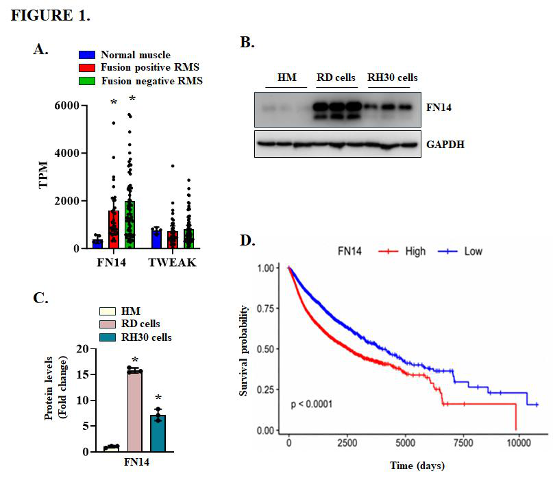 Fig. 1：Expression of FN14 in RMS cell lines and tumor samples. (A) Relative mRNA levels of TWEAK and FN14 obtained from analysis of RNA-Seq dataset (GSE108022) containing 5 normal human muscles, 28 FP-RMS and 51 FN-RMS samples. p < 0.05, values significantly different from normal muscle samples by unpaired Student t test. (B) Representative immunoblots, and (C) densitometry analysis showing levels of FN14 and unrelated protein GAPDH in human myoblasts (HM) and RD and RH30 cell lines. n = 3 biological replicates in each group. Data presented as mean ± SD. p<0.05, values significantly different from human muscle by unpaired Student t test. (D) TCGA data analysis of Pan-Cancer samples shows worse overall survival for patients having tumors with high FN14 expression. A median cut-off point was used for the analysis (High, n=4277 and low, n=4238).