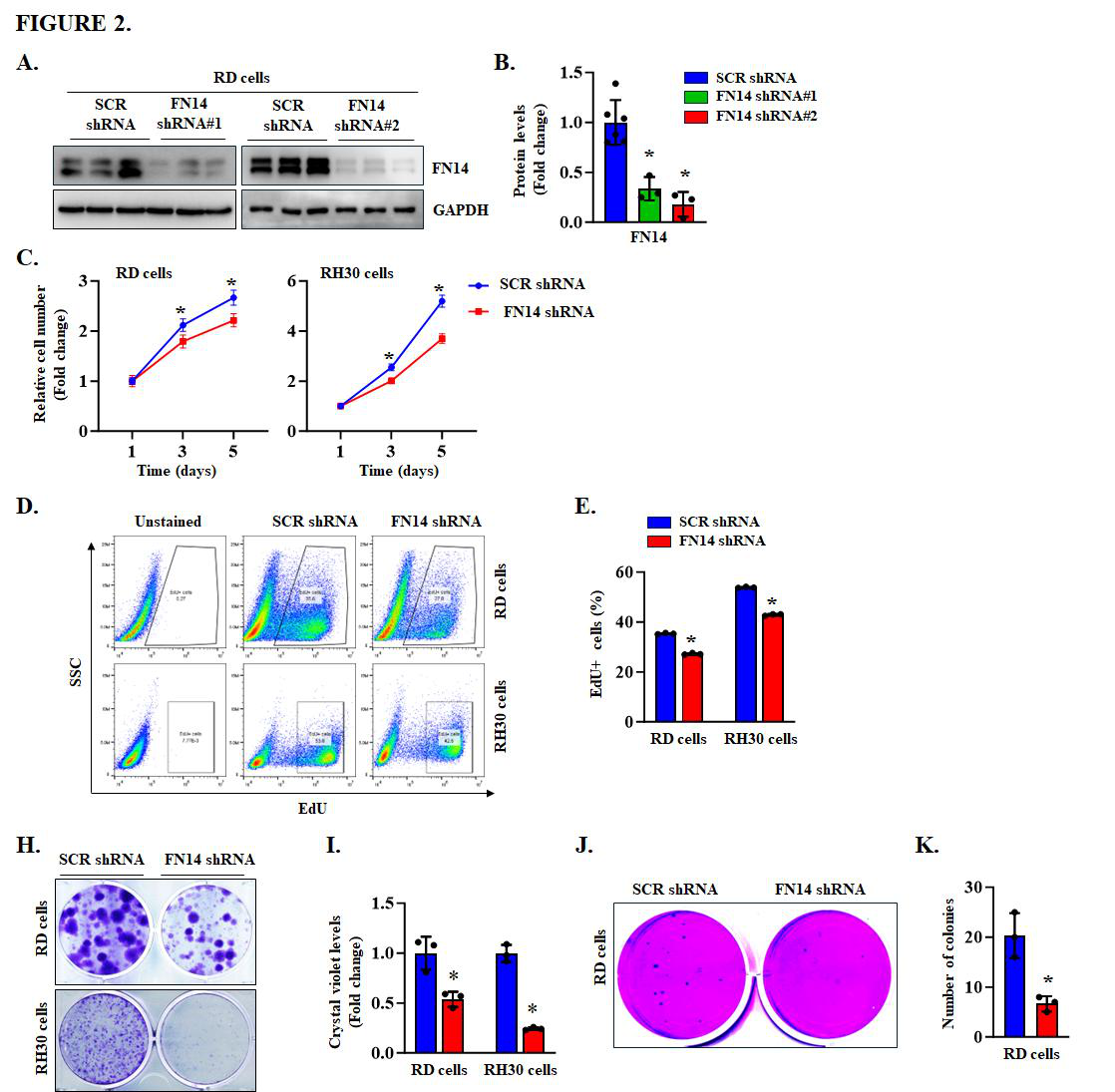 Fig. 2：FN14 regulates the proliferation of RMS cells. (A) Representative immunoblots showing FN14 protein levels in RD cells expressing scrambled shRNA or two independent FN14 targeting shRNAs. (B) Quantification of relative FN14 protein levels in control and FN14 knockdown RD cells. (C) Growth curves showing the relative number of RD and RH30 cells expressing scrambled shRNA or FN14 shRNA #2 at the indicated time points. (D) Representative flow cytometry scatter plots showing proportion of EdU+ cells in control and FN14 knockdown RD and RH30 cells. (E) Quantification of the proportion of EdU+ cells in control and FN14 knockdown RD and RH30 cells. (F) Representative images of clonogenic assays and (G) quantification of crystal violet staining in control and FN14 knockdown RD and RH30 cells. (H) Representative images of soft agar assays and (I) quantification of colony numbers in control and FN14 knockdown RD cells. Data are presented as mean ± SD. p<0.05, values significantly different from the corresponding scrambled shRNA control by unpaired Student t test.