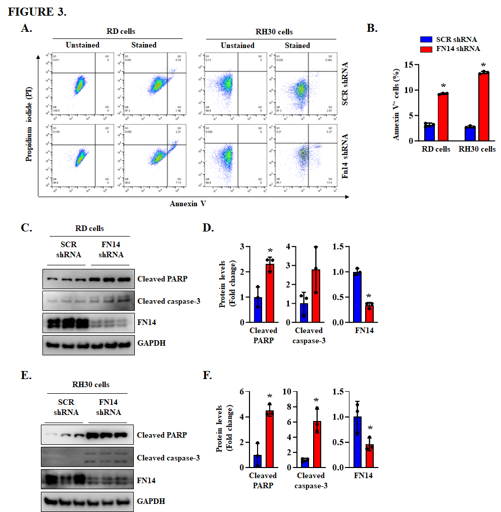 Fig. 3：FN14 knockdown reduces the viability of RMS cells. (A) Representative flow cytometry scatter plots showing Annexin V-positive cells in control and FN14 knockdown RD and RH30 cells. (B) Quantification of the percentage of Annexin V-positive cells in control and FN14 knockdown RD and RH30 cells measured by FACS analysis. (C) Representative immunoblots, and (D) densitometry analysis showing the levels of cleaved PARP, cleaved caspase-3, and FN14 protein in control and FN14 knockdown RD cells. (E) Representative immunoblots and (F) densitometry analysis showing the levels of cleaved PARP, cleaved caspase-3, and FN14 protein in control and FN14 knockdown RH30 cells. For all quantifications, n=3 independent experiments per group. Data are presented as mean ± SD. p<0.05, values significantly different from the corresponding scrambled shRNA determined by unpaired Student t test