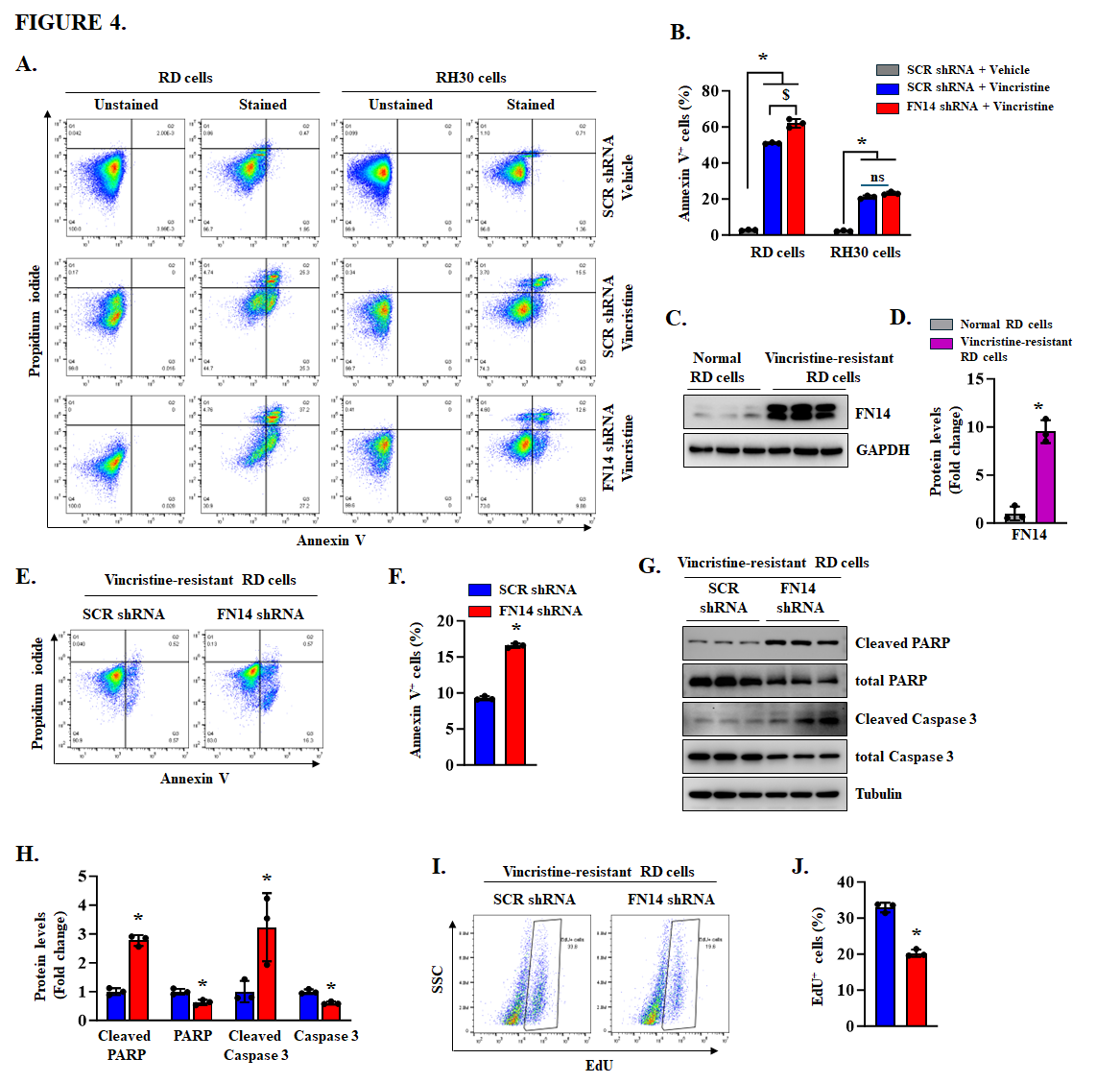 Fig. 4：FN14 knockdown sensitizes RD and vincristine-resistant RD cells to vincristine-induced cell death. (A) Representative flow cytometry scatter plots and (B) quantification of FACS-based analysis showing the percentage of Annexin V positive cells in control and FN14 knockdown RD and RH30 cells treated with vehicle alone or 2 nM vincristine for 72 h. (C) Representative immunoblots and (D) quantification of FN14 protein levels in parental (normal) RD cells and vincristine-resistant RD cells. (E) Representative flow cytometry scatter plots and (F) quantification of Annexin V positive cells in control and FN14 knockdown vincristine-resistant RD cells. (G) Representative immunoblots showing the levels of cleaved PARP, total PARP, cleaved caspase-3, total caspase-3, and an unrelated protein tubulin in control and FN14 knockdown vincristine-resistant RD cells. (H) Quantification of relative protein levels in control and FN14 knockdown vincristine-resistant RD cells. (I) Representative flow cytometry