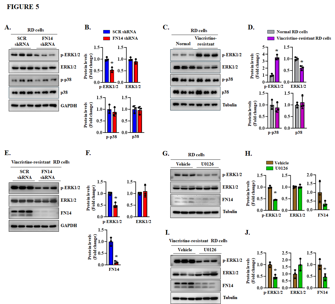 Fig. 5：FN14 modulates ERK1/2 signaling in RD cells. (A) Representative immunoblots showing the levels of phosphorylated ERK1/2 (p-ERK1/2), total ERK1/2, phosphorylated p38 (p-p38), total p38, and GAPDH in control and FN14 knockdown RD cells. (B) Quantification of relative protein levels in control and FN14 knockdown RD cells. (C) Representative immunoblots showing the levels of p-ERK1/2, total ERK1/2, p-p38, total p38, and tubulin in parental and vincristine-resistant RD cells. (D) Quantification of relative protein levels in parental RD cells and vincristine-resistant RD cells. (E) Representative immunoblots and (F) quantification of the relative levels of p-ERK1/2, total ERK1/2, and FN14 in control and FN14 knockdown vincristine-resistant RD cells. (G) Representative immunoblots and (H) quantification of relative protein levels in RD cells treated with vehicle alone or the MEK inhibitor U0126 (5 ng/ml). (I) Representative immunoblots, and (J) quantification of relative protein levels in vincristine-resistant RD cells treated with vehicle alone or 5 ng/ml U0126. For all quantifications, n=3 independent experiments per group. Data are presented as mean ± SD. p < 0.05, values significantly different from corresponding control group analyzed by unpaired Student t test.