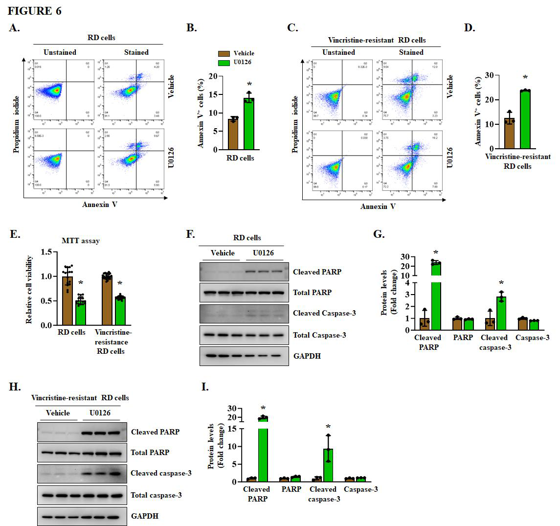 Fig. 6：Pharmacological inhibition of ERK1/2 signaling induces cell death in RD cultures. (A) Representative flow cytometry scatter plots, and (B) quantification of FACS-based analysis showing the percentage of Annexin V positive cells in RD cells treated with vehicle alone or the MEK inhibitor U0126 (5 ng/ml) for 72 h. (C) Representative flow cytometry scatter plots and (D) quantification of FACS-based analysis showing the percentage of Annexin V positive cells in vincristine-resistant RD cells treated with vehicle alone or U0126 (5 ng/mL) for 72 h. (E) MTT assay showing relative cell viability of parental RD cells and vincristine-resistant RD cells treated with vehicle alone or 5 ng/ml U0126. (F) Representative immunoblots and (G) quantification of relative protein levels of cleaved PARP, total PARP, cleaved caspase-3, total caspase-3, and GAPDH in RD cells treated with vehicle alone or 5 ng/ml U0126. (H) Representative immunoblots and (I) quantification of relative protein levels of cleaved PARP,