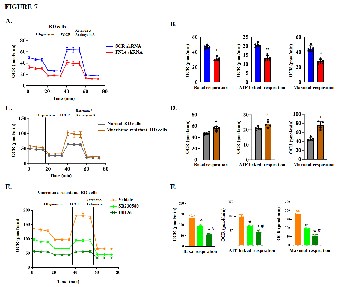 Fig. 7：Silencing of FN14 inhibits mitochondrial respiration in RMS cells. (A) Representative Seahorse extracellular flux traces showing oxygen consumption rate (OCR) in control and FN14 knockdown RD cells. (B) Quantification of basal respiration, ATP-linked respiration, and maximal respiration in control and FN14 knockdown RD cells. (C) Representative Seahorse OCR traces comparing parental RD cells and vincristine-resistant RD cells. (D) Quantification of basal, ATP-linked, and maximal respiration in parental and vincristine-resistant RD cells. n = 5 biological replicates per group. Results are presented as mean ± SD. (E) Representative Seahorse OCR traces of vincristine-resistant RD cells treated with vehicle alone, 5 ng/ml U0126, or 3.8 µg/ml SB 230580 for 18 h. (F) Quantification of basal, ATP-linked, and maximal respiration in vehicle, U0126, and SB 230580 treated vincristine- resistant RD cells. n = 5 biological replicates per group. Results are presented as mean ± SEM. p < 0.05, values significantly different from the corresponding vehicle-treated cultures by unpaired Student t test. #p < 0.05, values significantly different from the corresponding U0126- treated cultures by unpaired Student t test.
