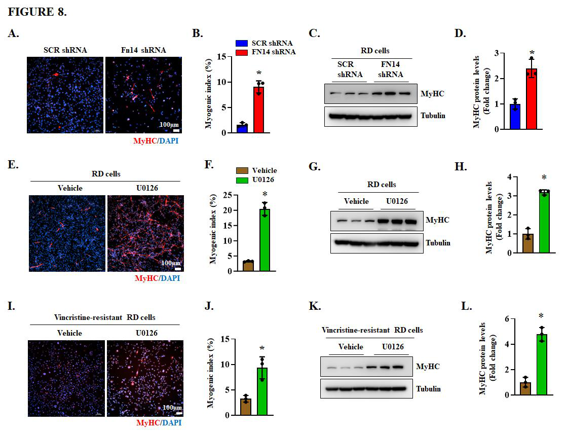Fig. 8：FN14 knockdown or inhibition of ERK1/2 induces myogenic differentiation in RD cells. (A) Representative immunofluorescence images of control and FN14 knockdown RD cultures stained for myosin heavy chain (MyHC). Nuclei were counterstained with DAPI. Scale bar, 100 μm. (B) Quantification of the differentiation index in control and FN14 knockdown RD cells. (C) Representative immunoblots showing MyHC protein levels in control and FN14 knockdown RD cells. (D) Quantification of relative MyHC protein levels in control and FN14 knockdown RD cells. (E) Representative immunofluorescence images of RD cell cultures treated with vehicle alone or 5ng/ml U0126 and stained for MyHC protein. Nuclei were counterstained with DAPI. Scale bar, 100 μm. (F) Quantification of the differentiation index in vehicle- and U0126-treated RD cultures. (G) Representative immunoblots showing MyHC protein levels in vehicle alone and 5 ng/ml U0126 treated RD cultures. (H) Quantification of relative MyHC protein levels in vehicle- and U0126-treated RD cells. (I) Representative images of vincristine- resistant RD cultures treated with vehicle alone or 5 ng/ml U0126 and stained for MyHC. Nuclei were counterstained with DAPI. Scale bar, 100 μm. (J) Quantification of the differentiation index in vehicle- and U0126-treated vincristine-resistant RD cells. (K) Representative immunoblots showing MyHC protein levels in vehicle- and U0126 treated vincristine-resistant RD cells. (L) Quantification of relative MyHC protein levels in vehicle and U0126 treated vincristine-resistant RD cells. n = 5 biological replicates per group. Data are presented as mean ±