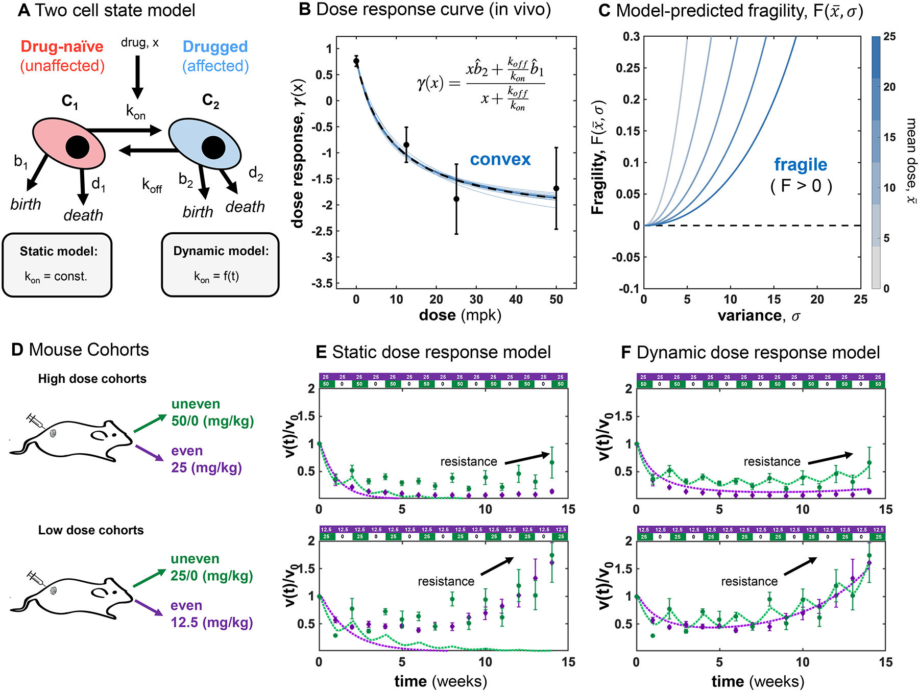 Fig. 2：Model parameterization of high and low dose treatment with even and uneven schedules (A) Two cell state model consisting of drug-naive cells, C1, which transition into drugged
