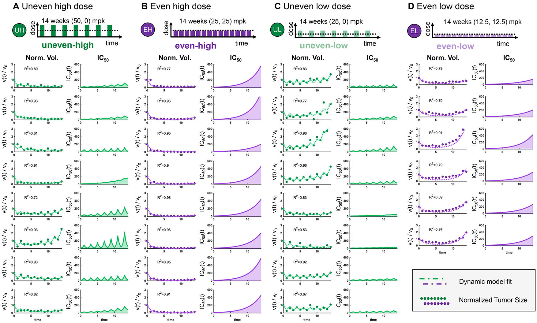 Fig. 3：Mouse-specific parameterization of high and low dose treatment with even and uneven schedules (A) Uneven high dose (50 mpk for one week followed by 0 mpk for one week). (B) Even, high dose (25 mpk). (C) Uneven low dose (25 mpk for one week followed by 0 mpk for one week). (D) Even, low dose (12.5 mpk). Tumor volume measurements are normalized by initial measurement, V 0, and a best fit parameterization to the two cell-state model (see