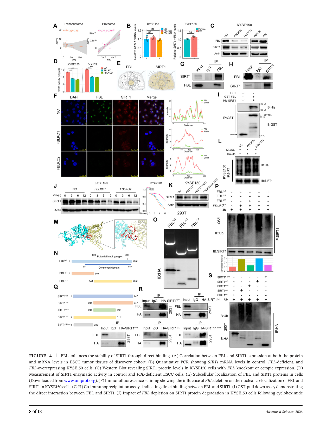 Fig. 4：FBL 与 SIRT1 物理互作，且 FBL 通过阻止泛素-蛋白酶体降解来维持 SIRT1 稳定