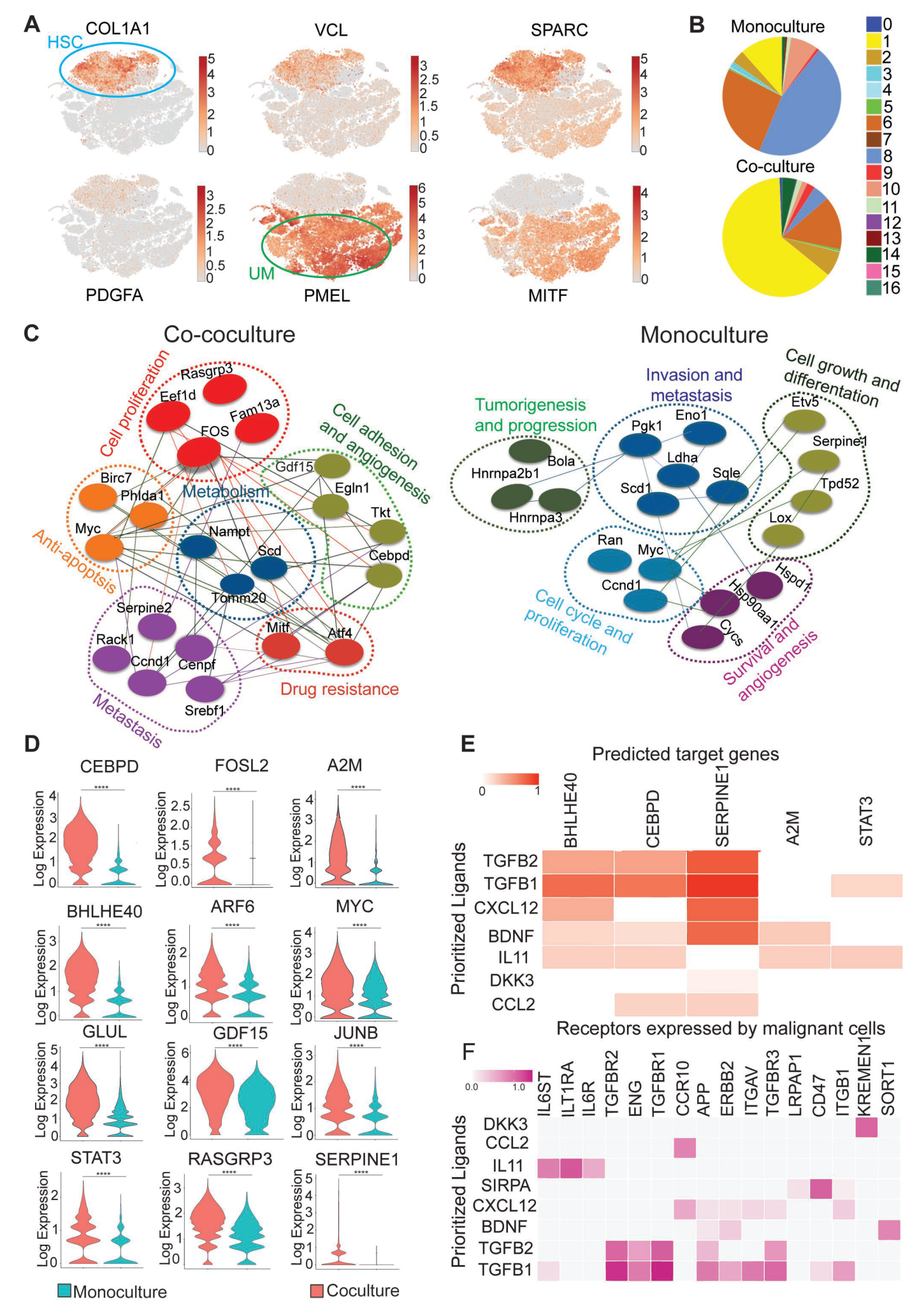 Fig. 1:Hepatic stellate cells (HSCs) modulate the transcriptional state of UM cells. A: t-