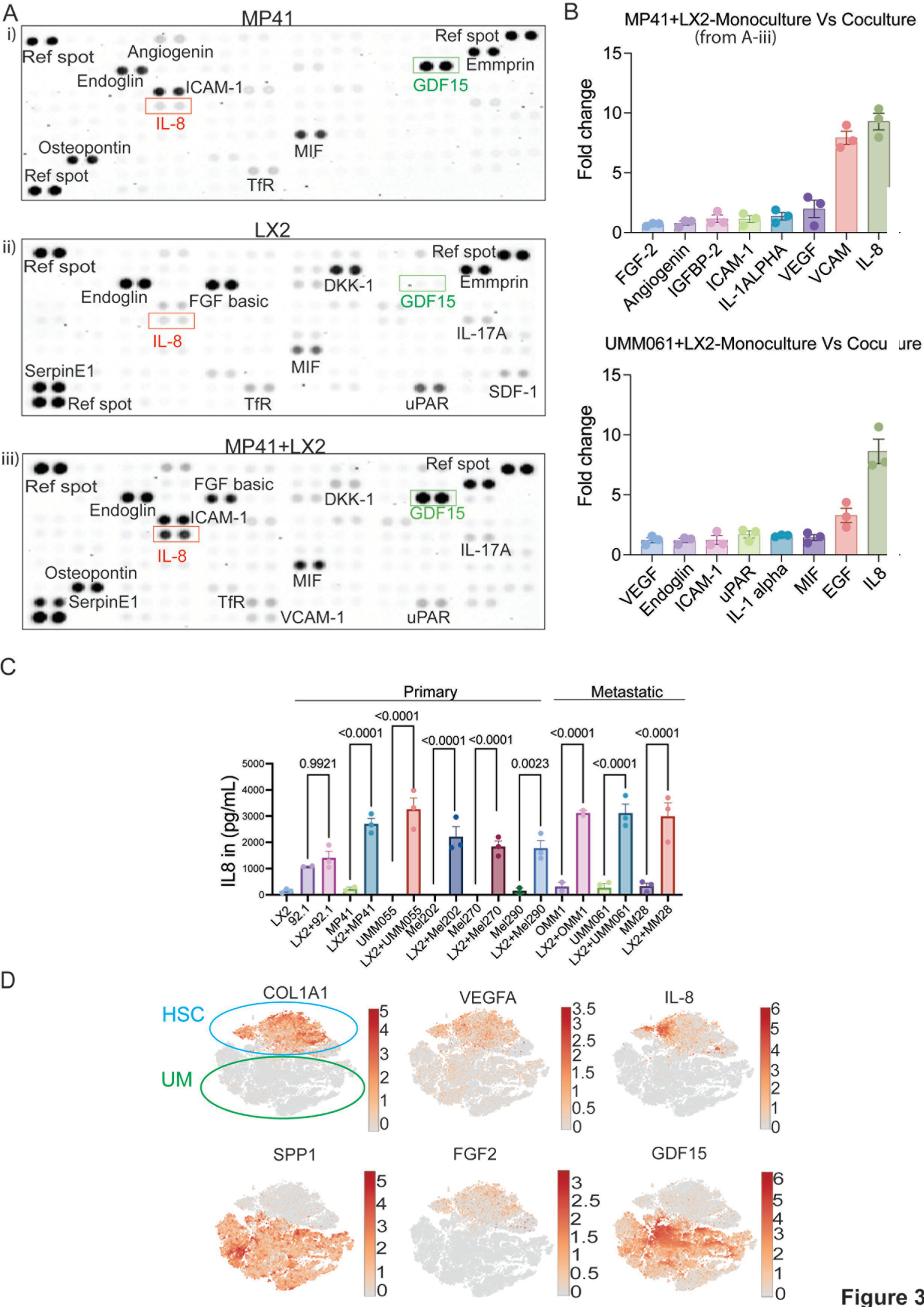 Fig. 3:UM-HSC crosstalk is associated with an increased expression of pro-angiogenic