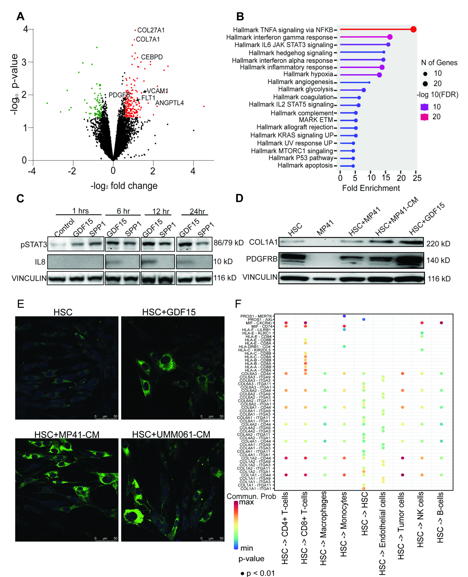 Fig. 5:GDF15 drives differentiation and increased growth factor expression in HSCs. A: