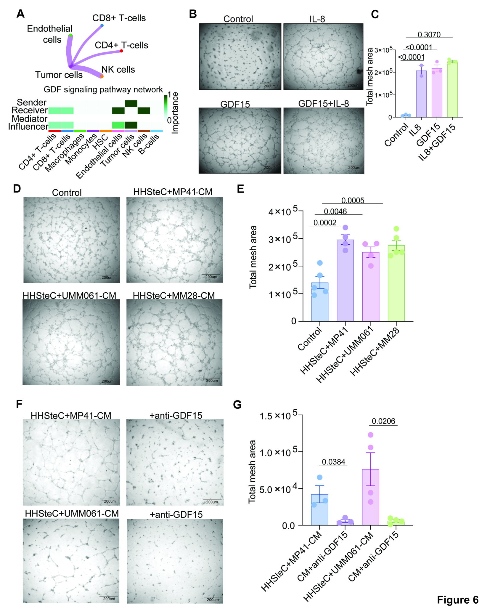Fig. 6:Both GDF15 and IL-8 drive vascular network formation. A: CellChat analysis of
