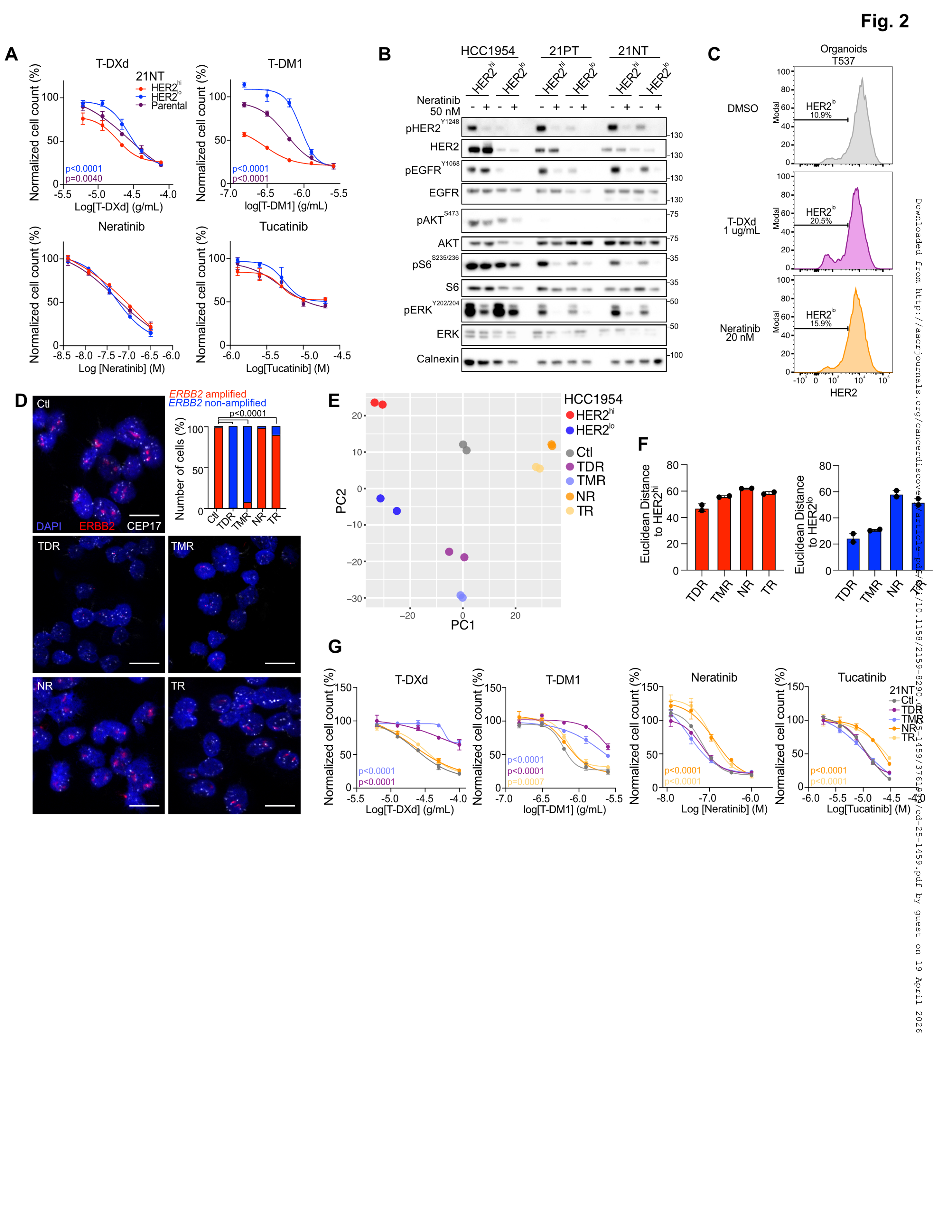 Fig. 2：HER2 靶向药物对 HER2hi/HER2lo 亚群的差异作用——HER2lo 对 ADC（T-DXd/T-DM1）耐药、对激酶抑制剂（neratinib 等）敏感